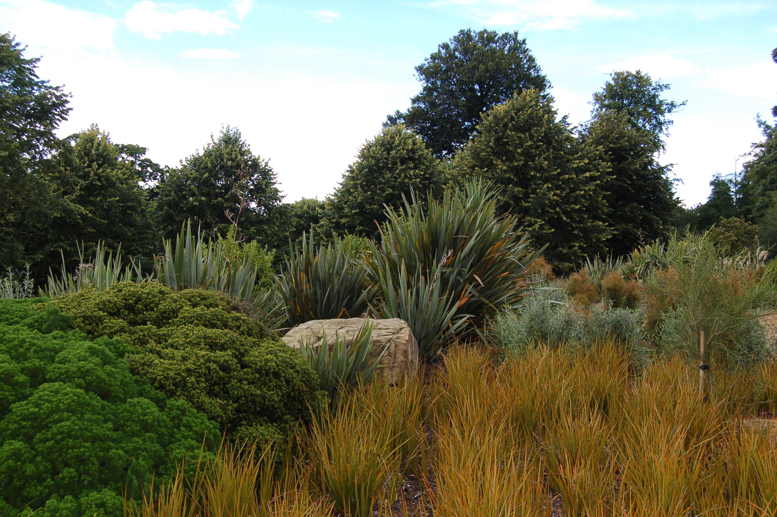 Grasses of various heights in the New Zealand Garden