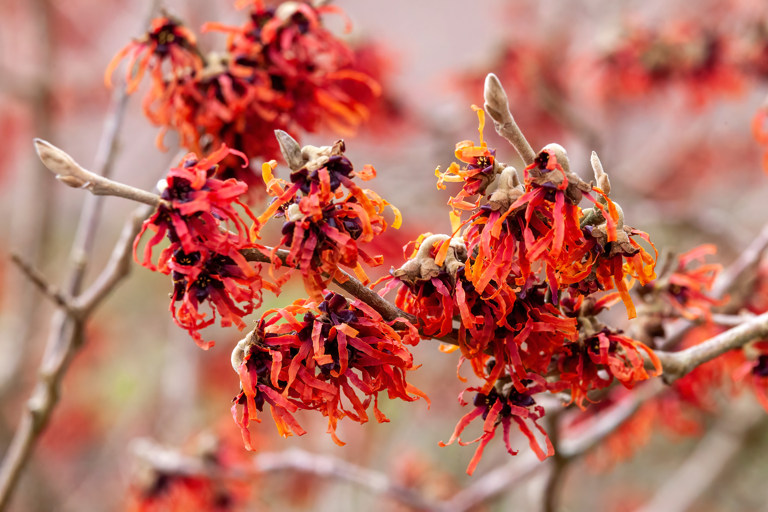 Red spider-like flowers on a thin branch.