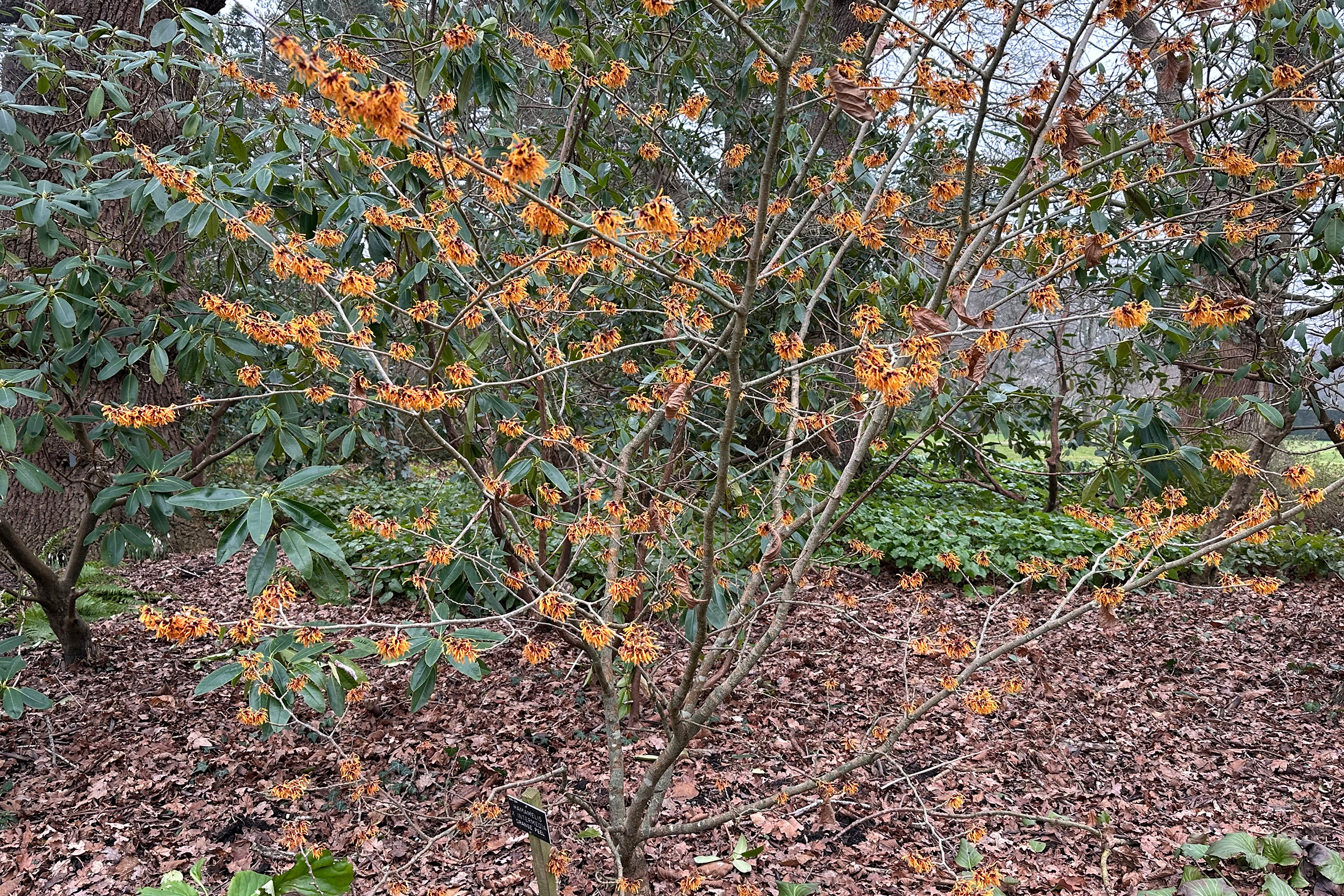 Witch hazel with orange spider-like flowers.