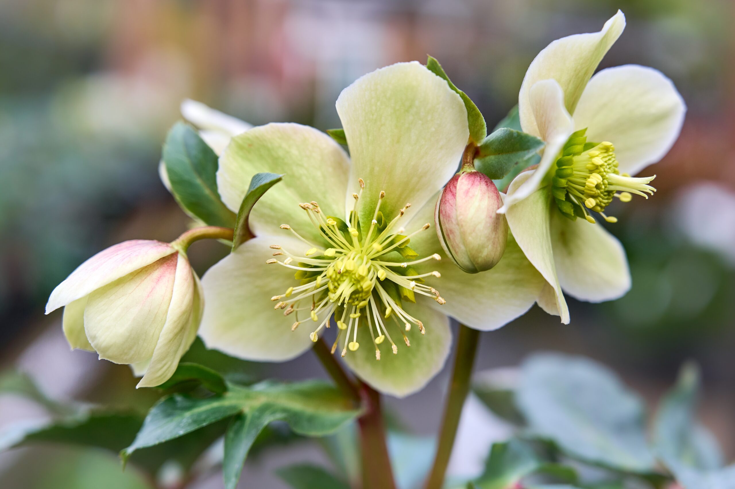 Creamy white flowers of a helleborus niger.