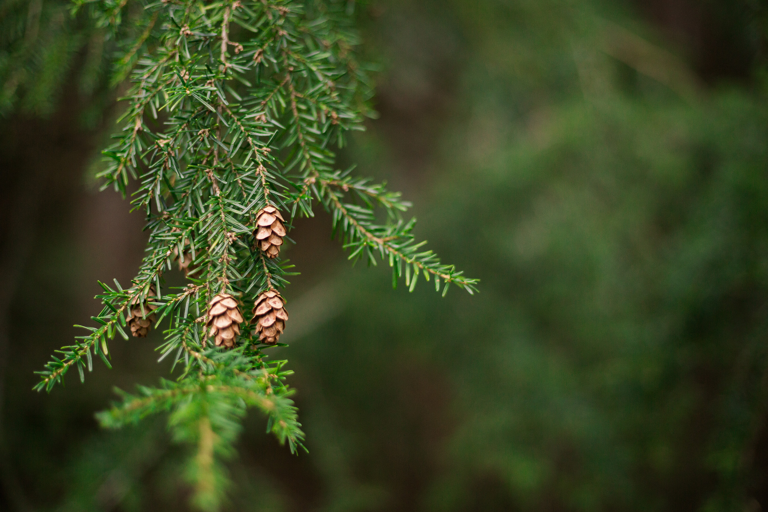 Three tiny pinecones growing on a hemlock tree.
