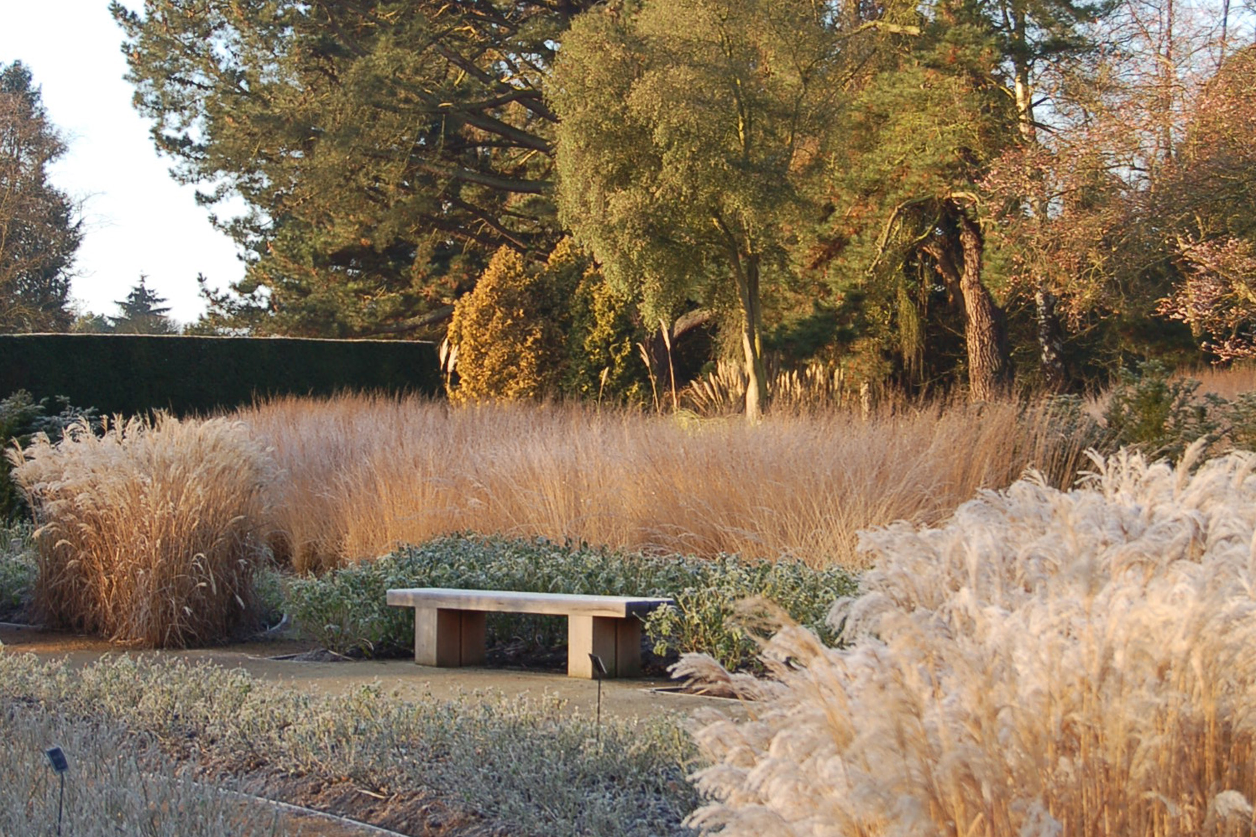 A wooden bench in the Rose Garden.