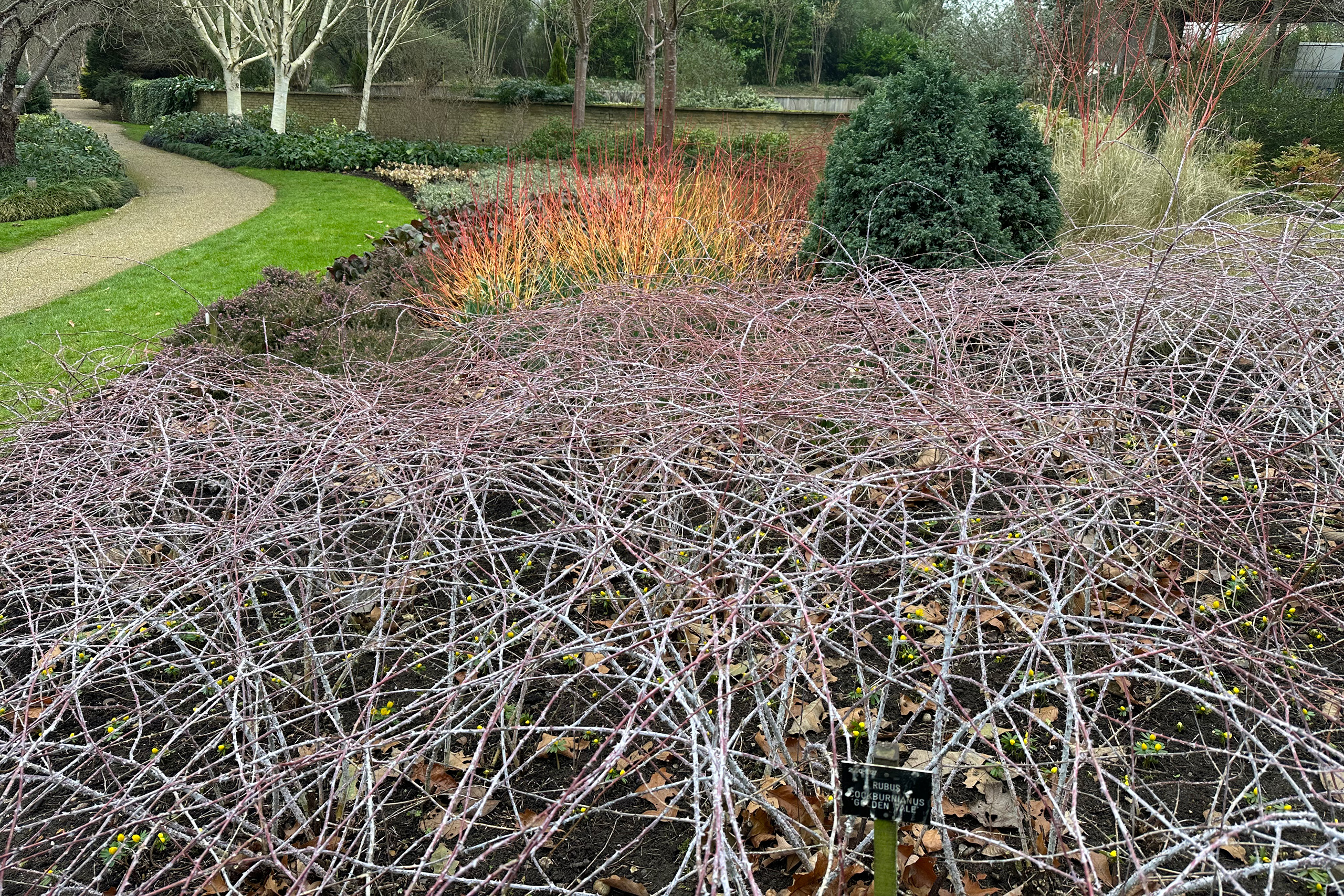 White stems of the rubus cockburnianus with crocuses beneath.