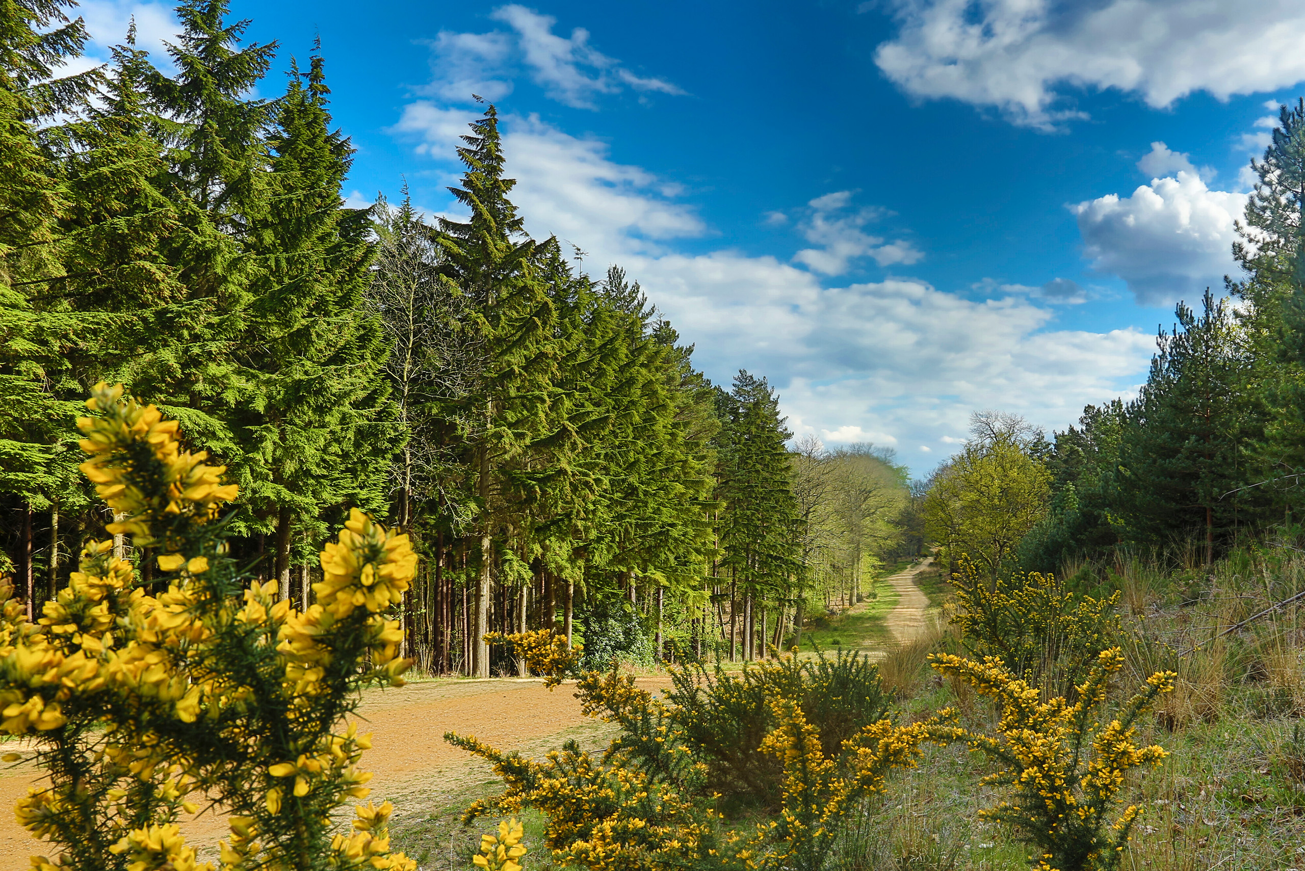 A track running through a forest with trees flanking the path.