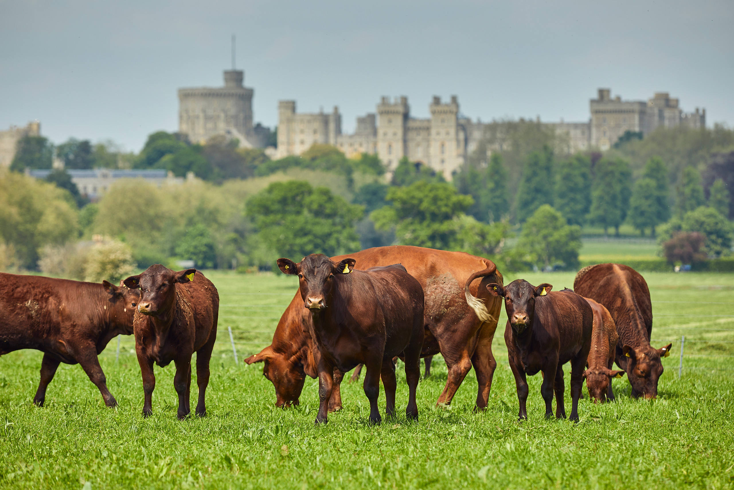 Seven cows grazing in a field with Windsor Castle behind them.