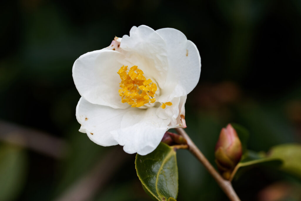 A single white flower with a yellow centre.