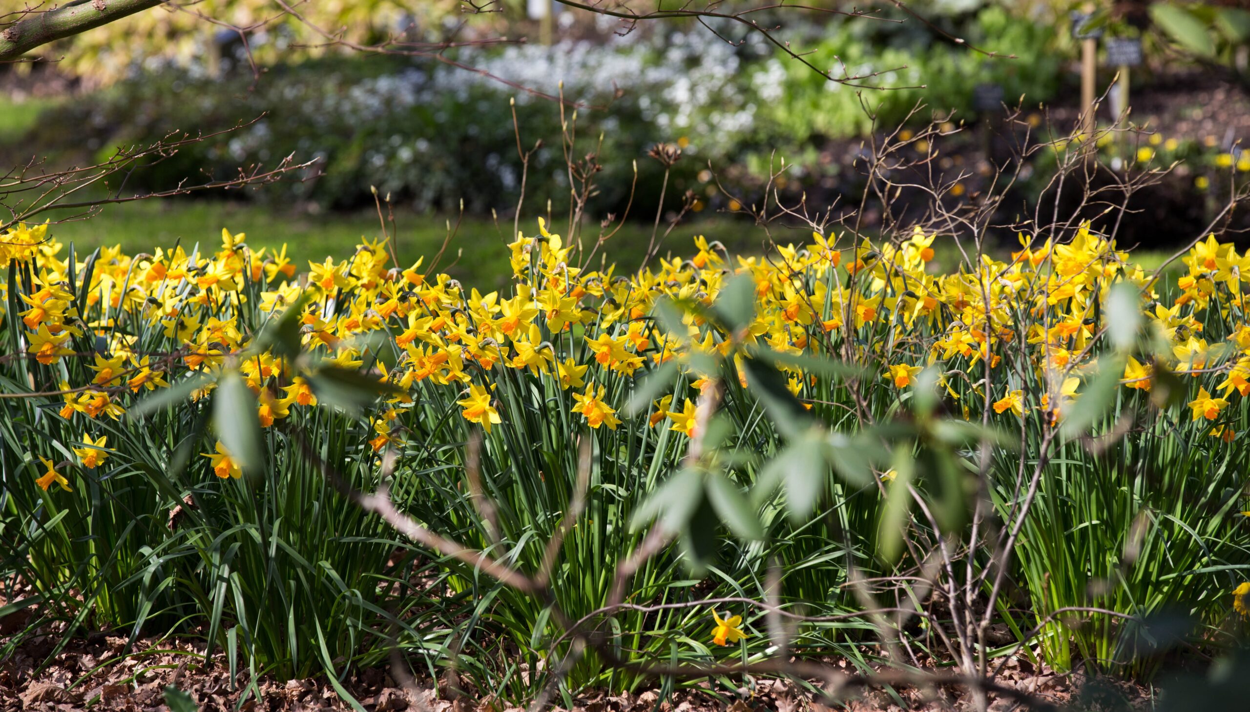 A row of bright yellow leaved daffodils.