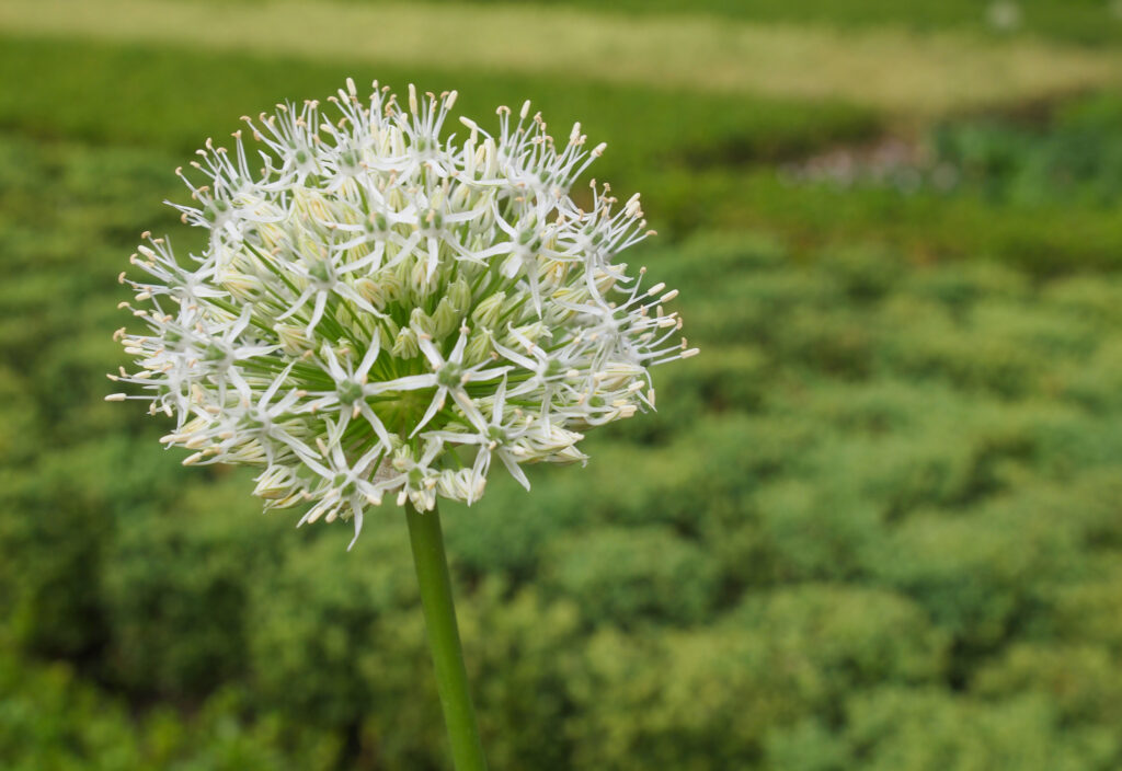 An upright stem ending in a bulbous shape of tiny star-shaped, greenish-white flowers.