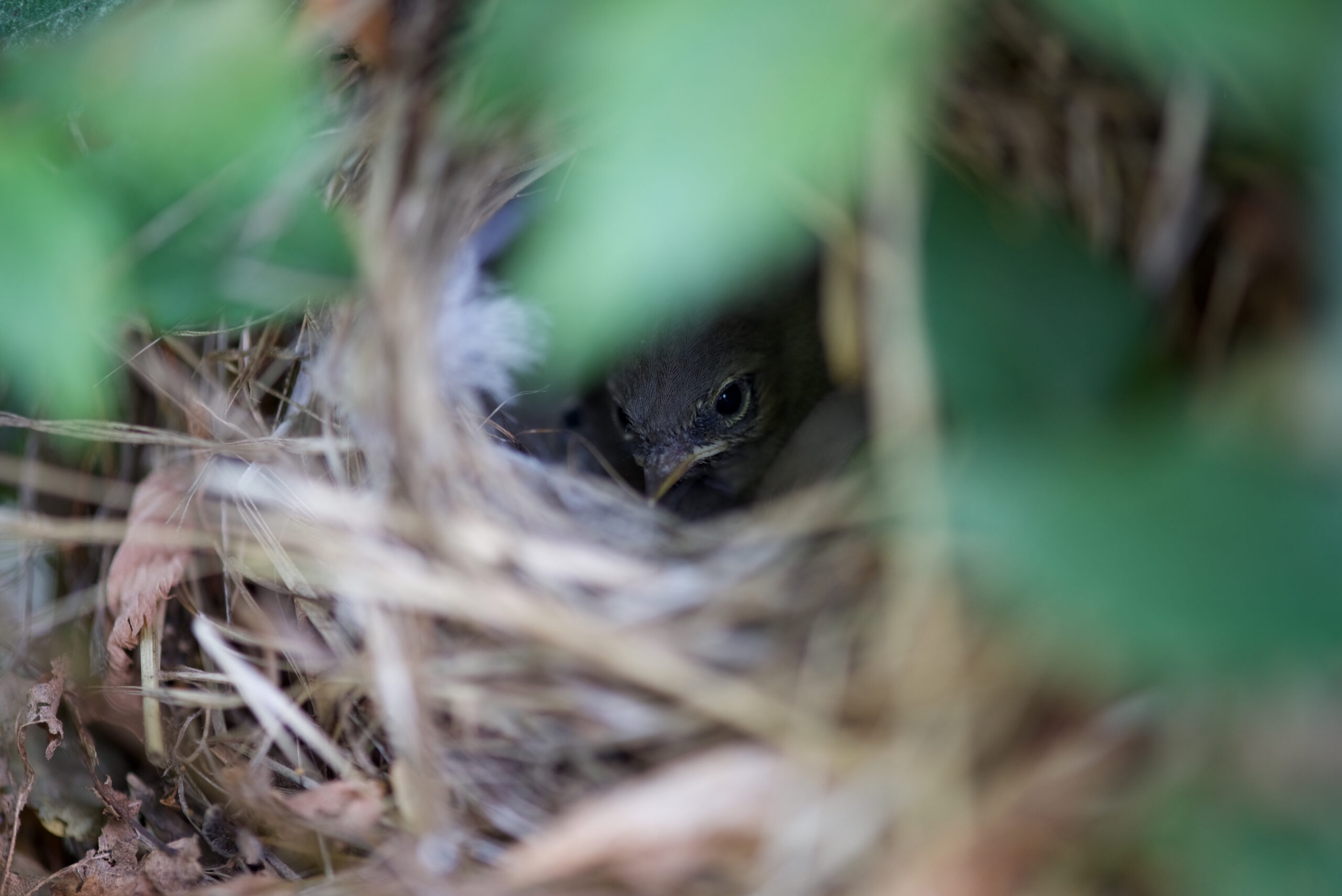 A chiffchaff nest hidden inside a hedge.