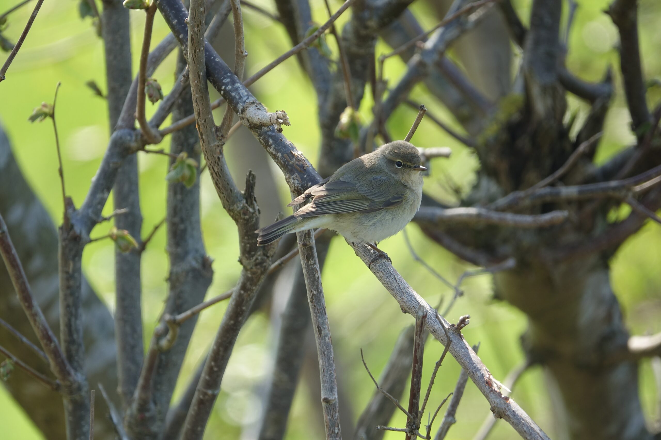 Chiffchaff.