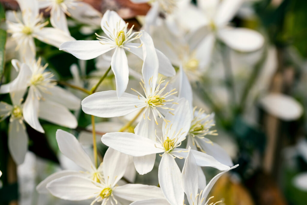 A single white flower with a yellow centre.