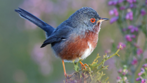 A Dartford warbler perched on heather.