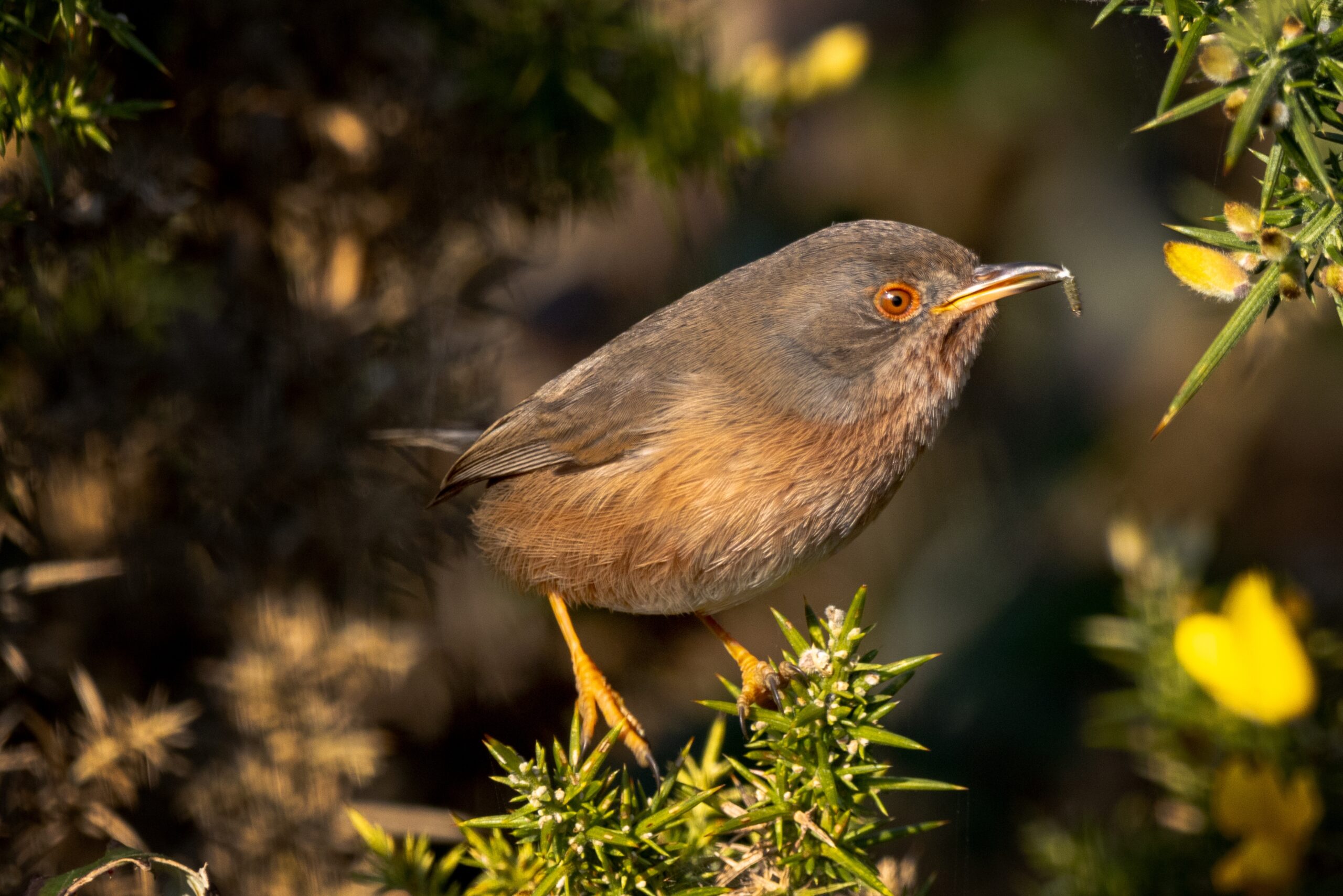 Dartford warbler.
