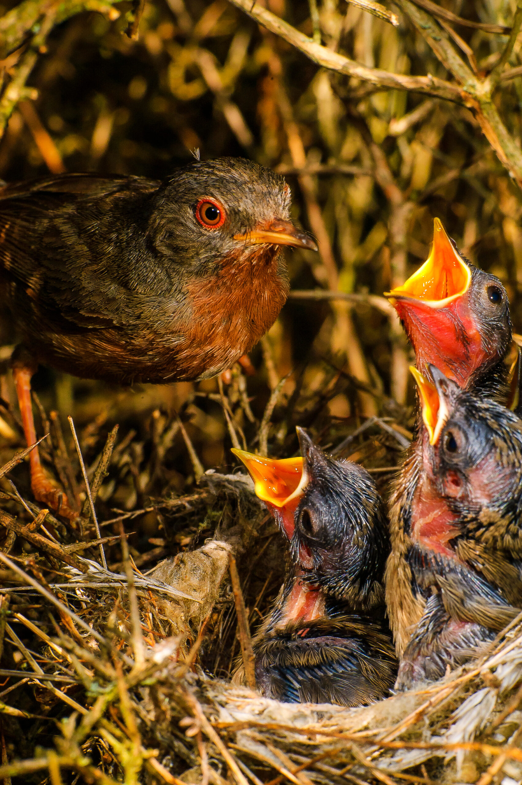 A Dartford warbler with chicks.