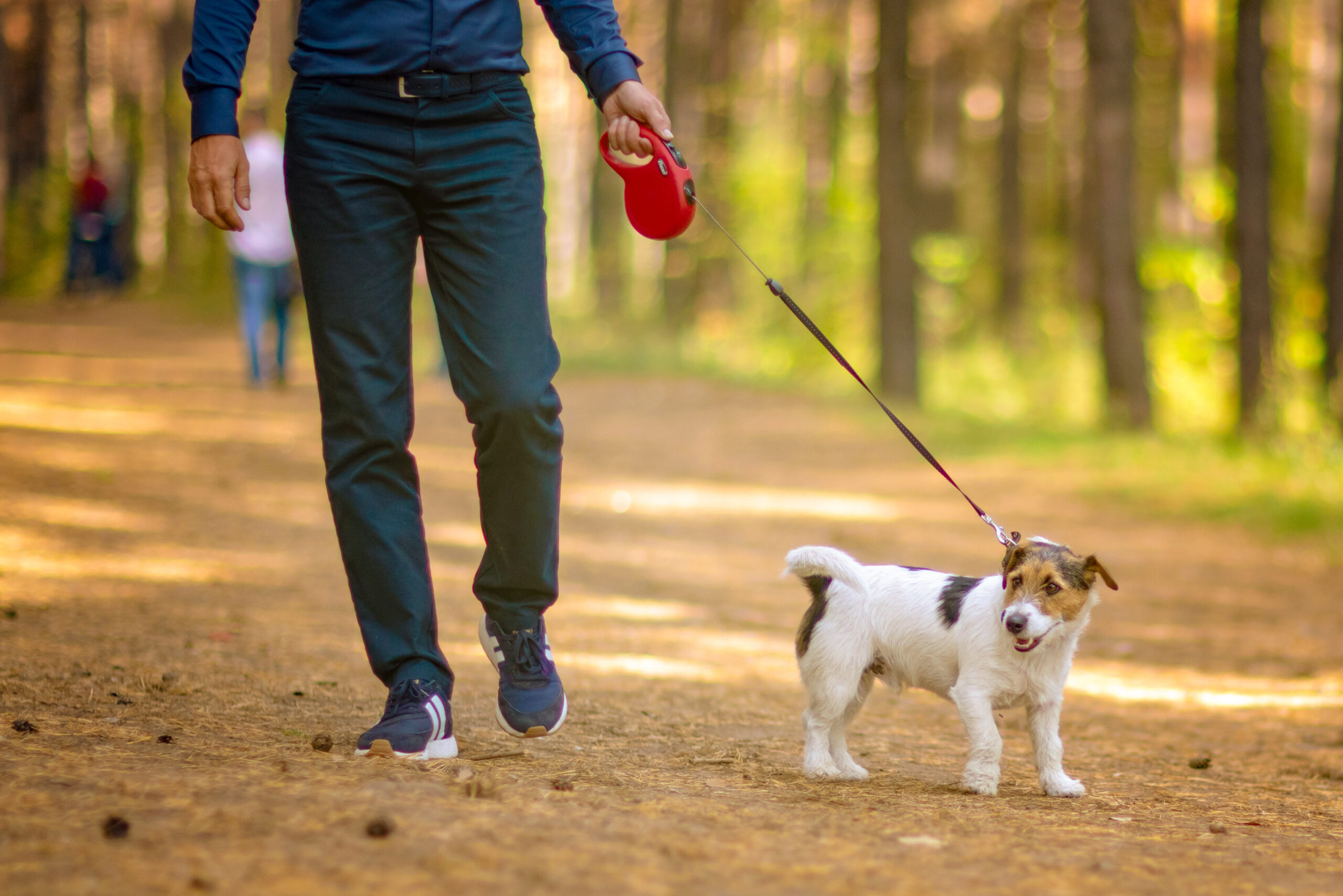 A dog walker with a dog on a lead keeping to a footpath in a woodland.