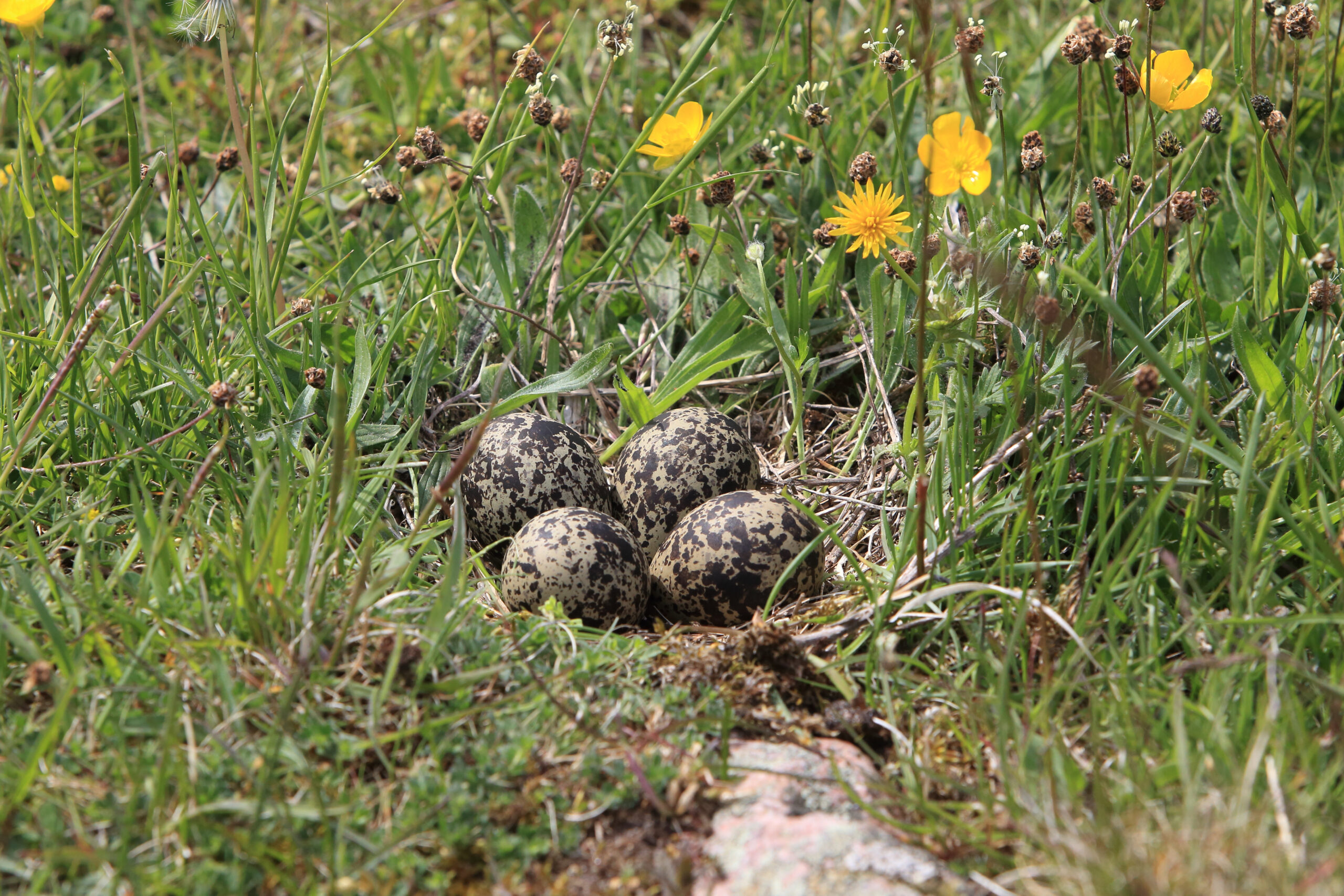 A lapwing nest on the grassland floor.