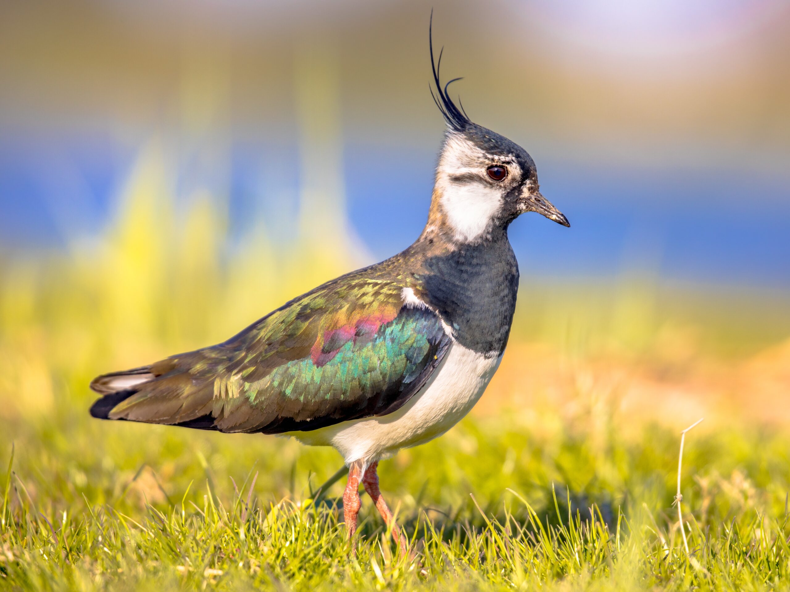 Lapwing.