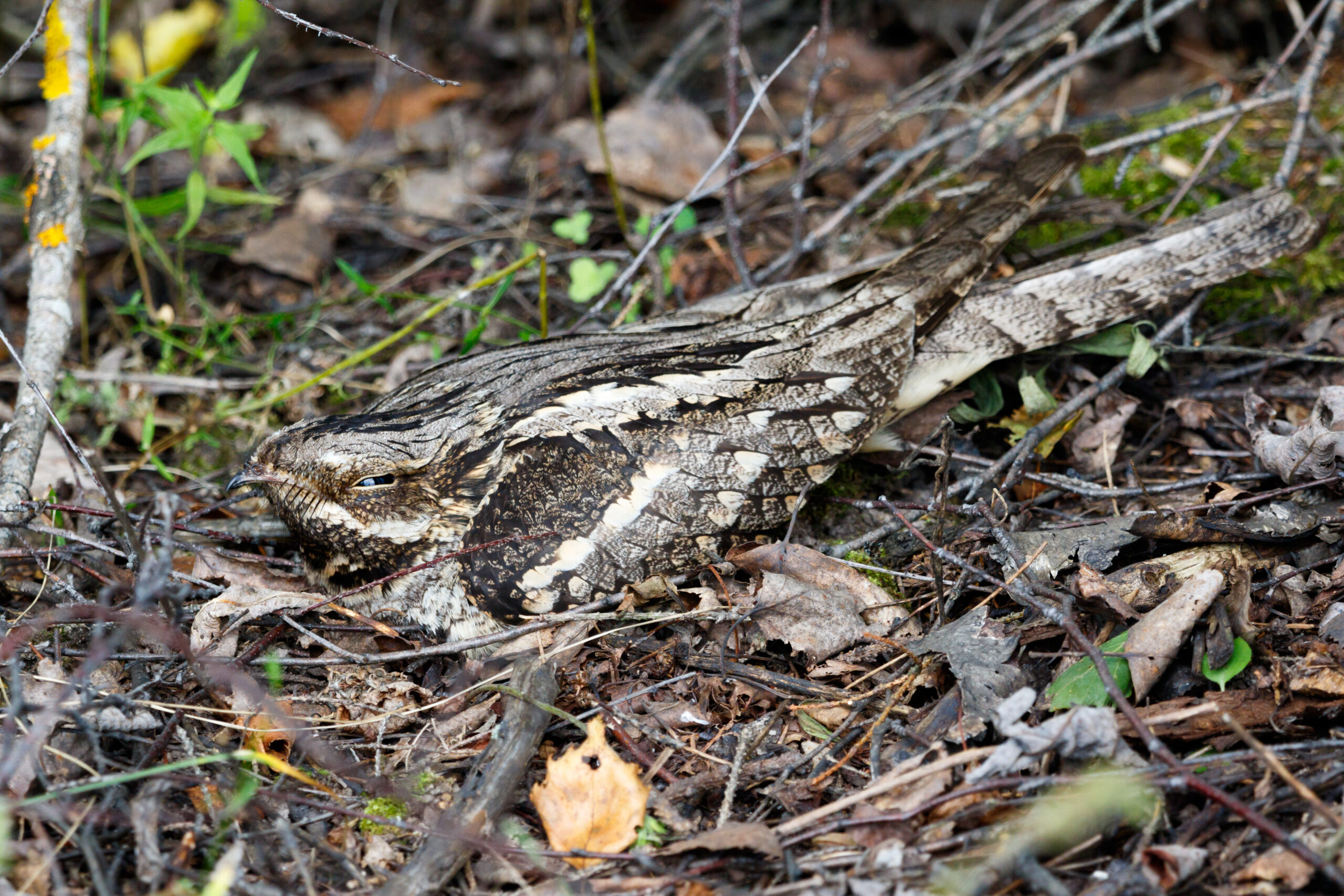 A camouflaged nightjar nesting on the heathland floor.