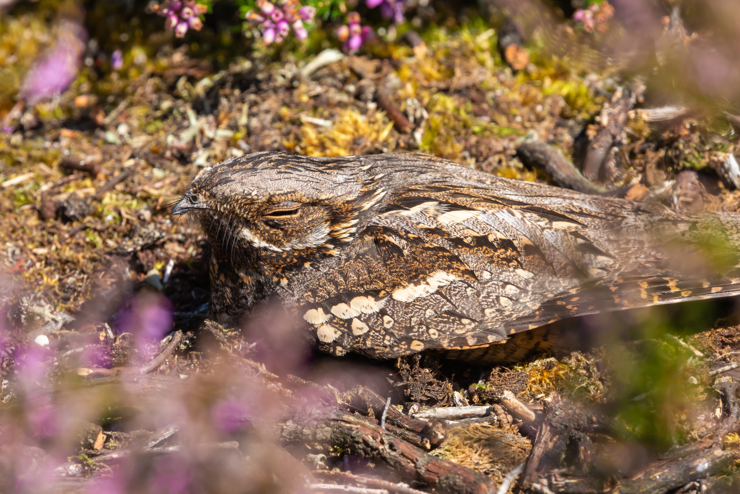 Nightjar.