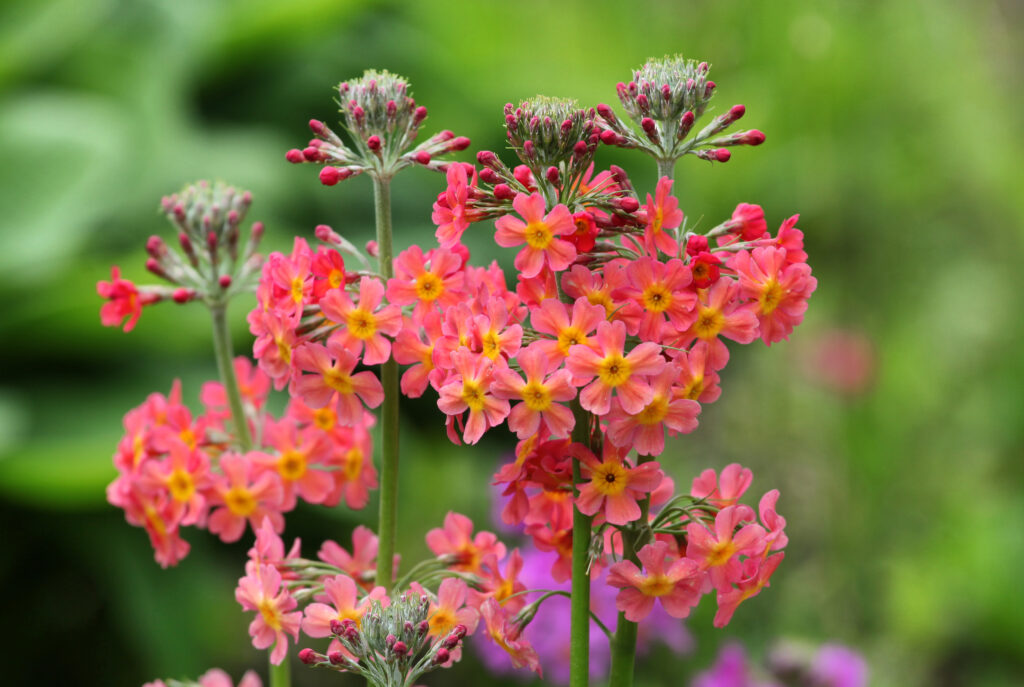 An upright stem with circles of reddish flowers.