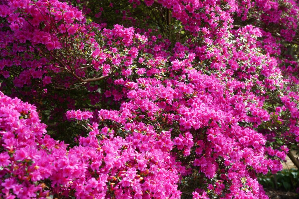 A rhododendron with clusters of brilliant magenta flowers.