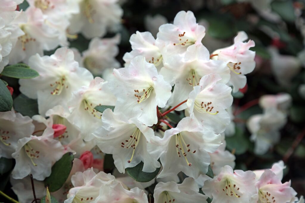 A close up of funnel shaped white flowers.
