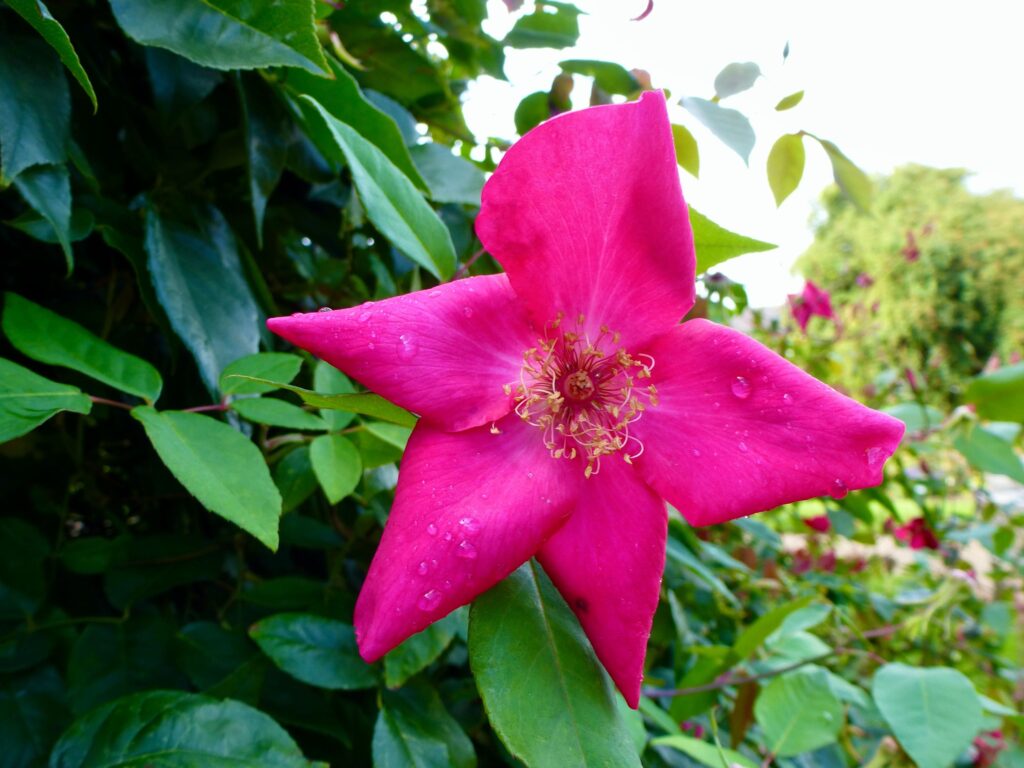A single climbing rose with prominent creamy stamens at its centre.