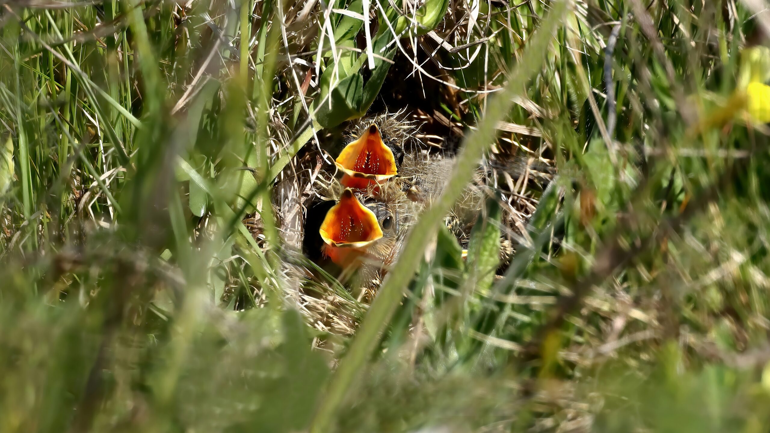 Skylark chicks nesting on the ground.