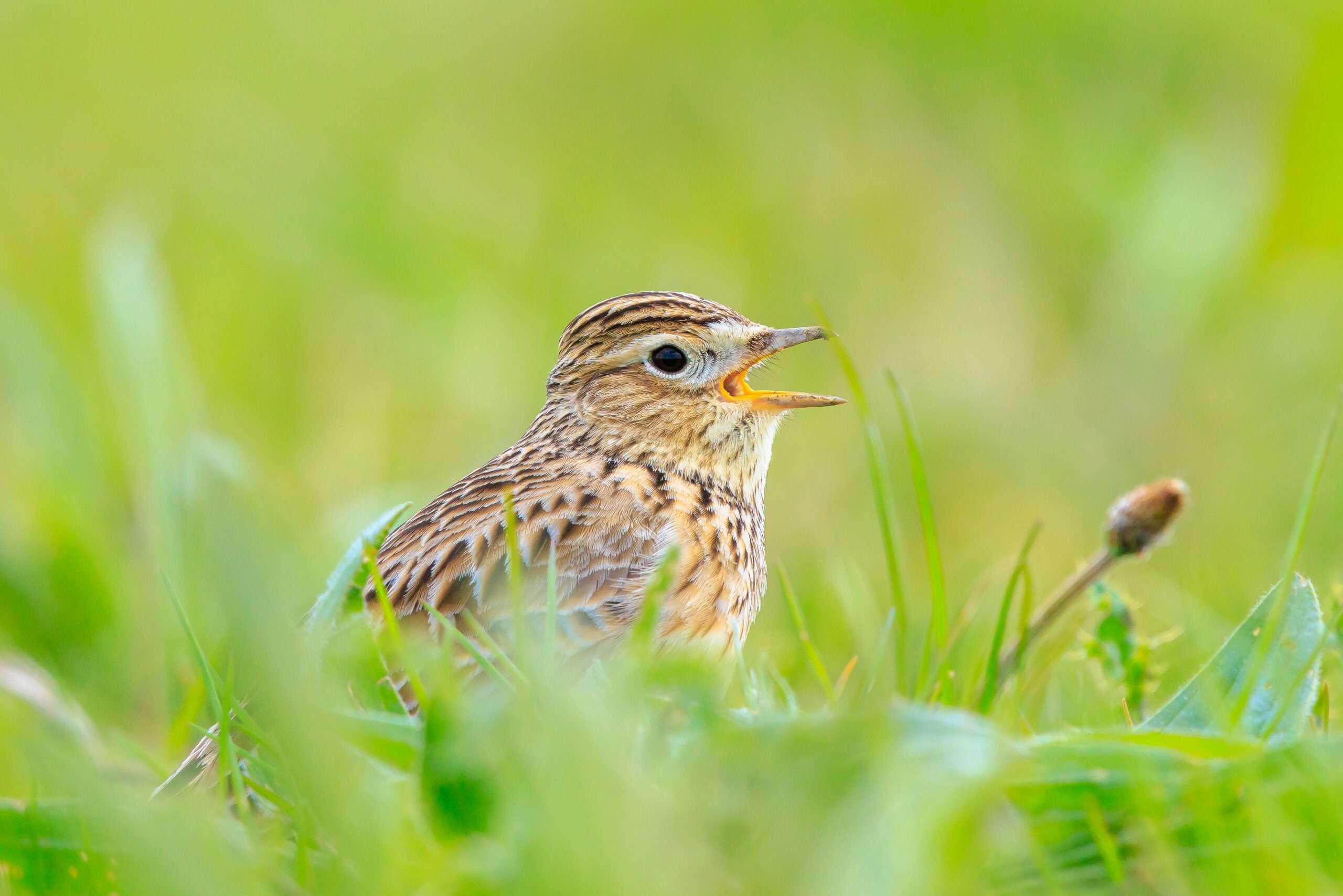 Skylark.