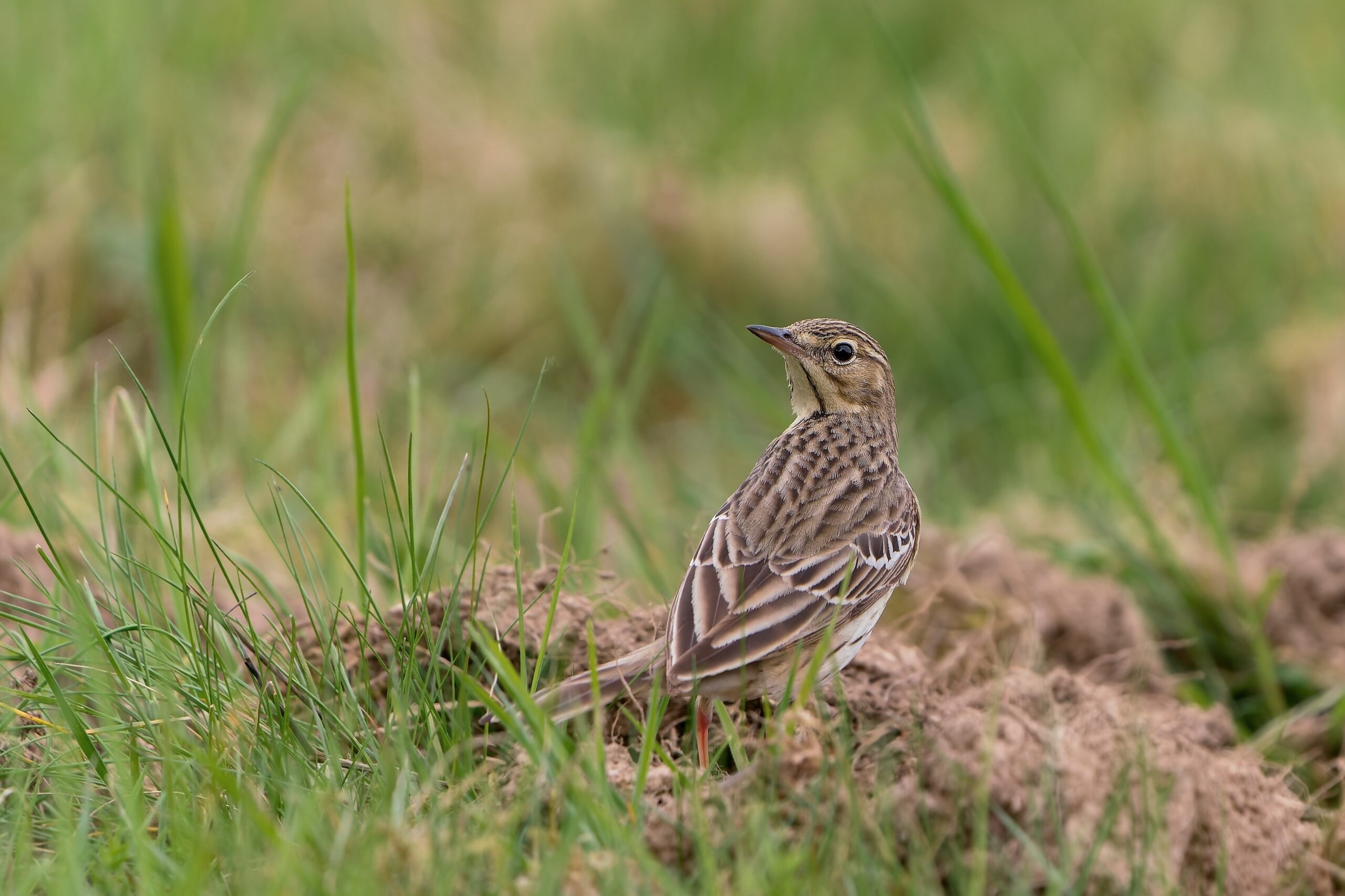 Tree Pipit.
