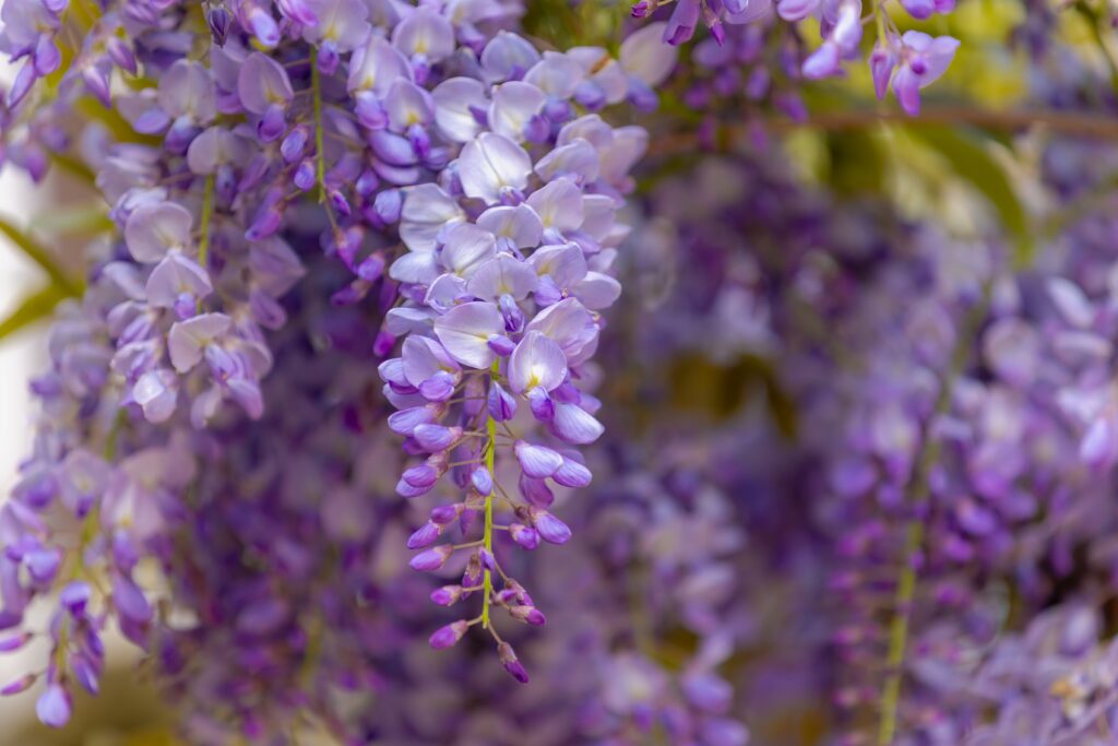 Drooping lilac flowers from a wisteria.