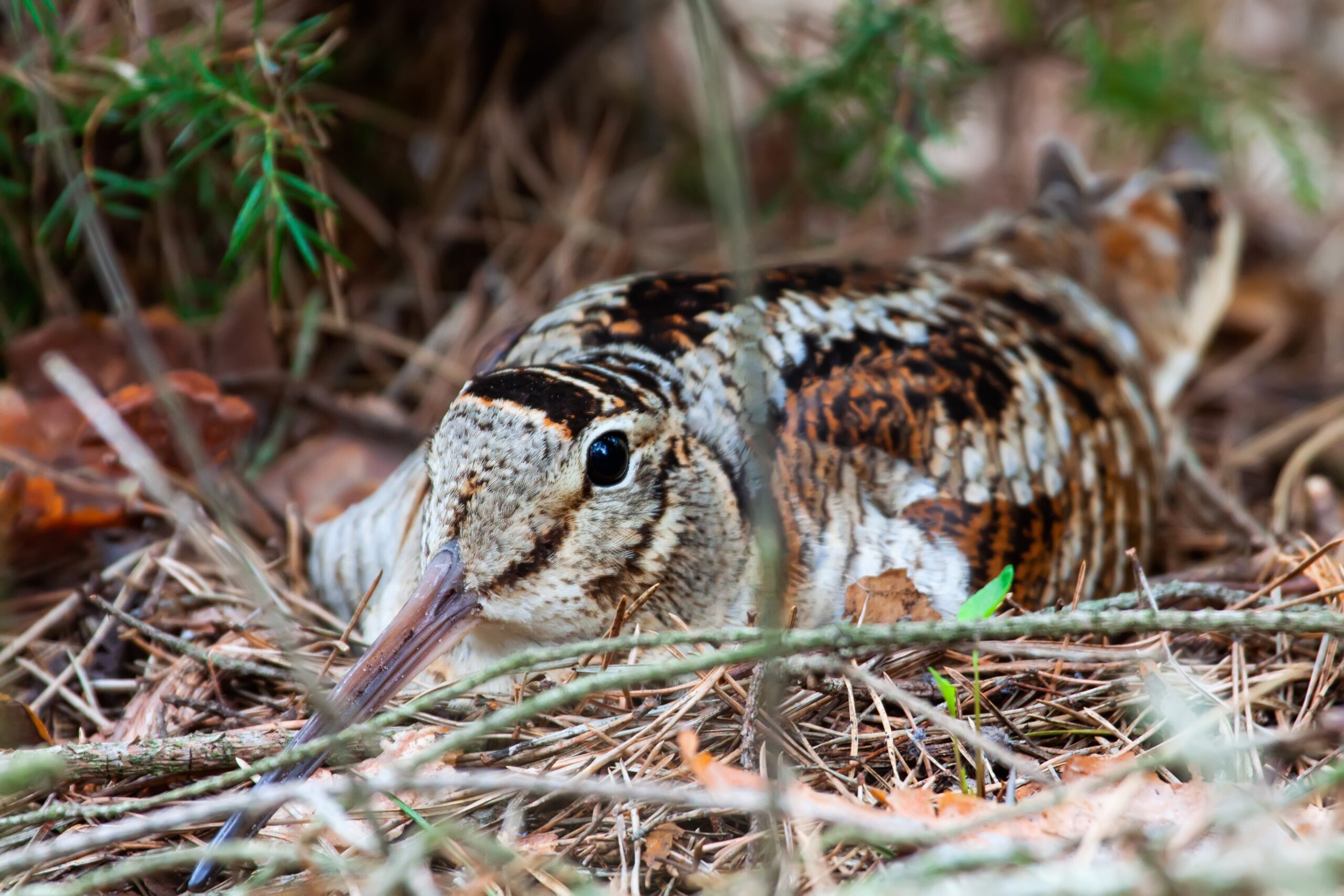Woodcock.