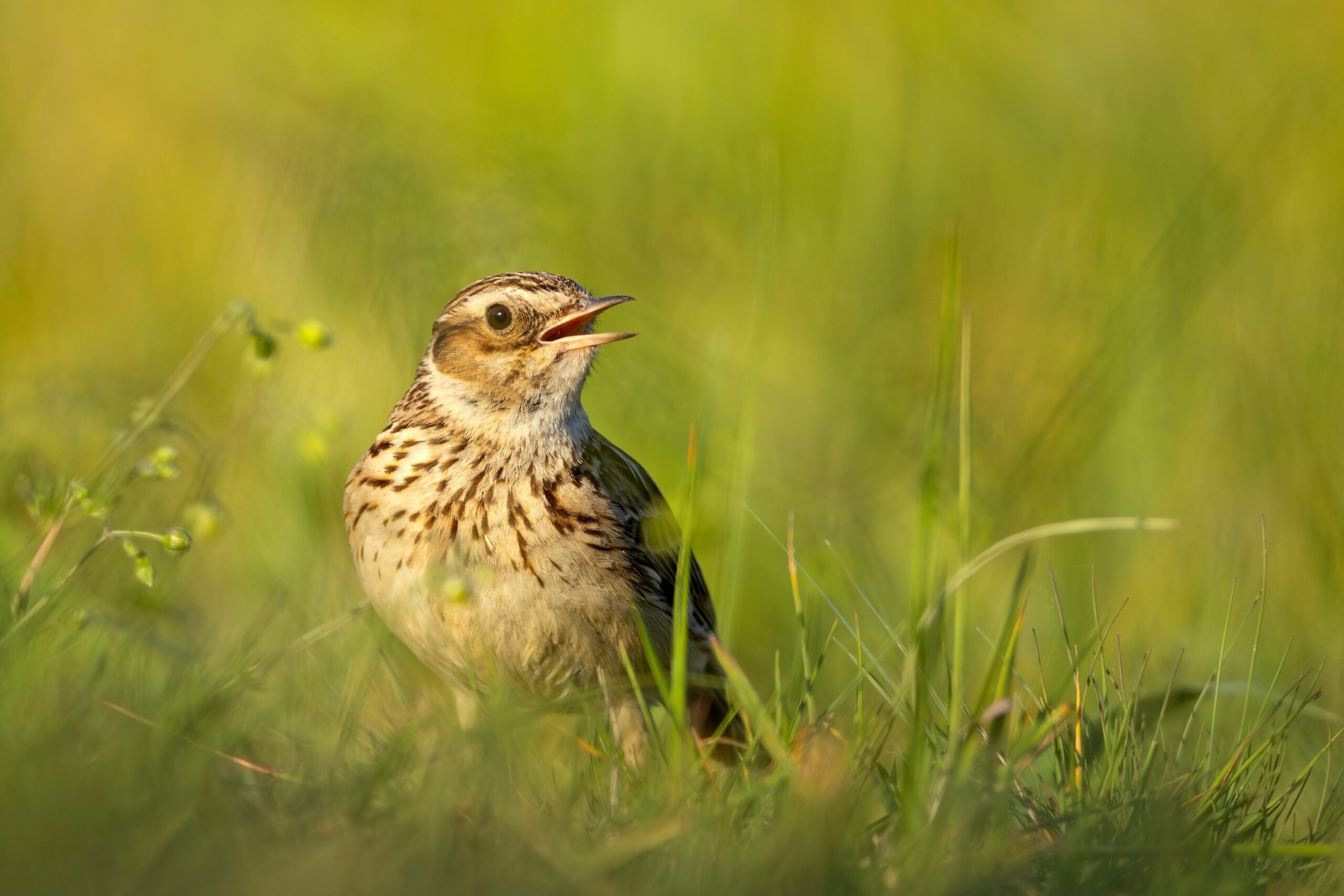 Woodlark.