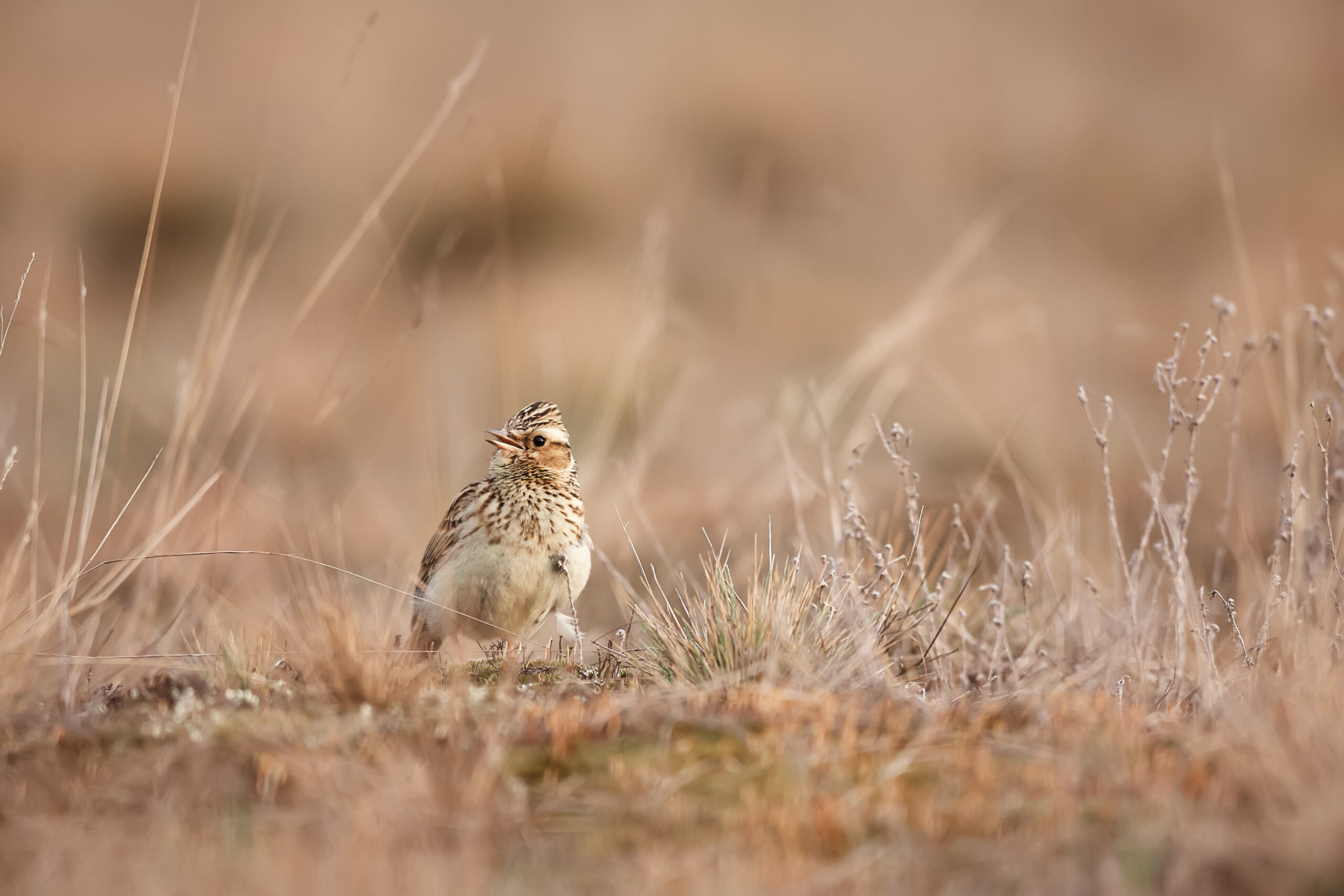 A woodlark standing on grassland.
