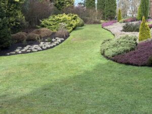 A grassy lawn flanked by flowers beds of heathers.