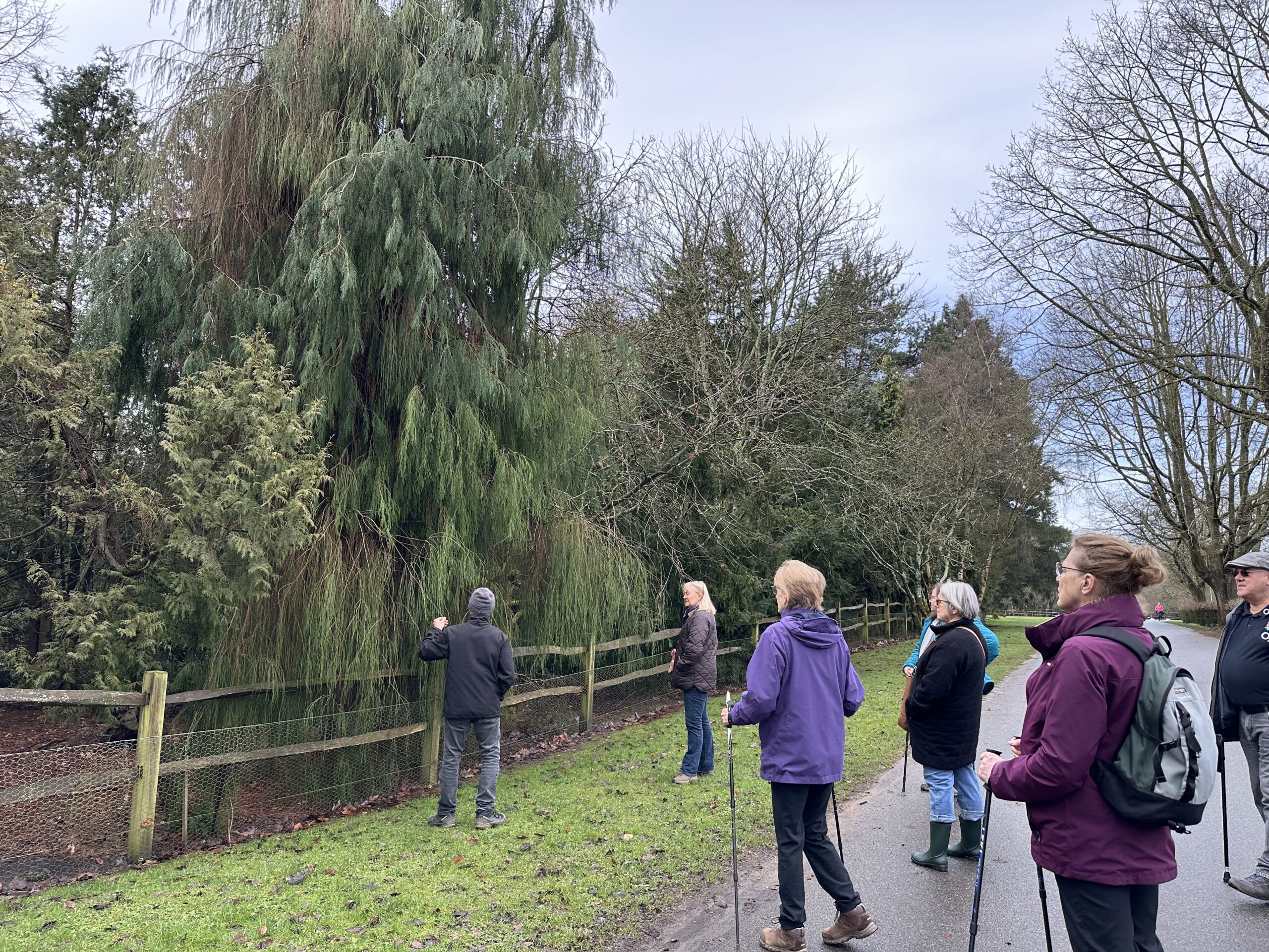 People standing by a wooden fence, looking towards a tree.