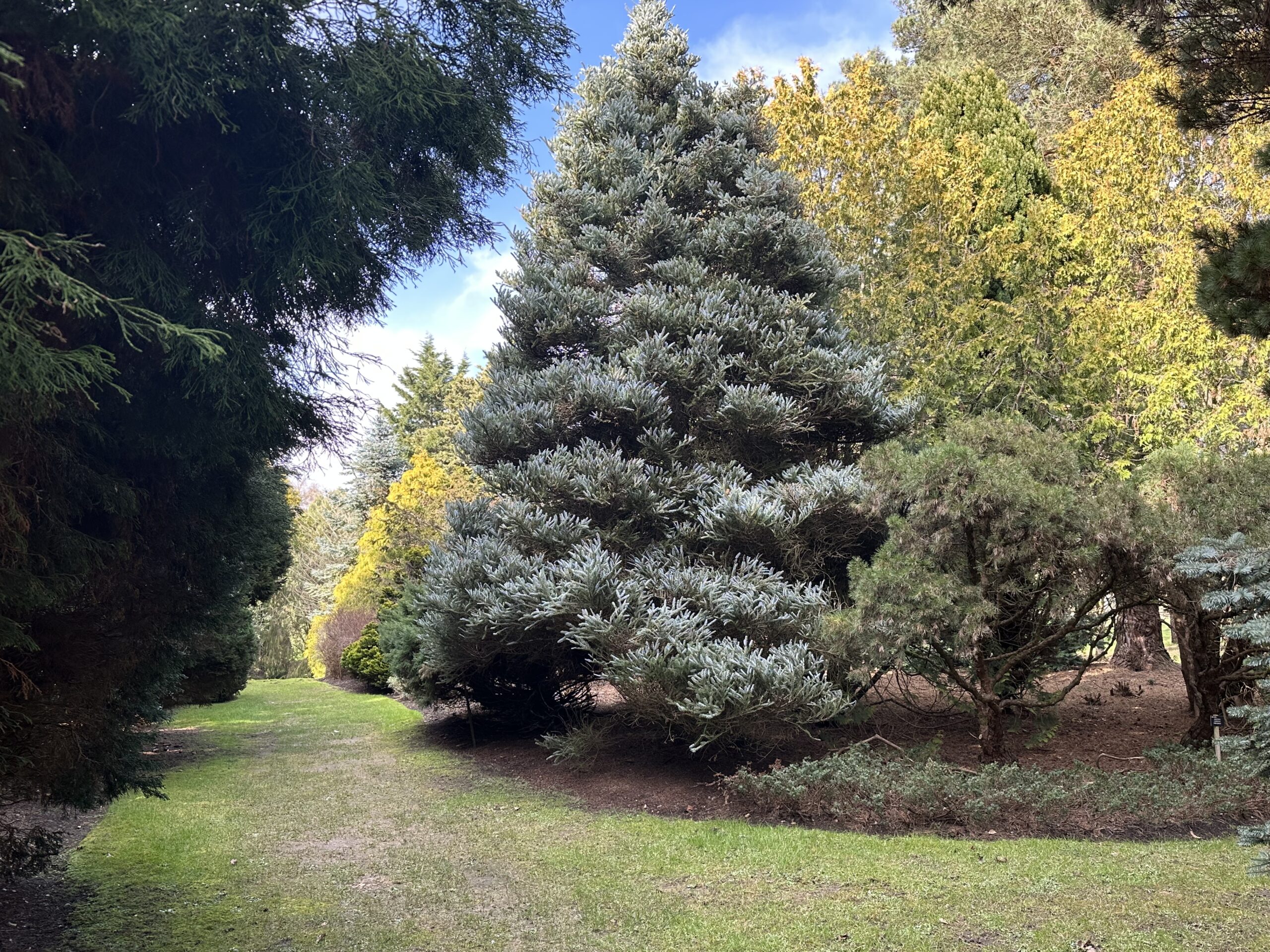 A large tree with silver needles.