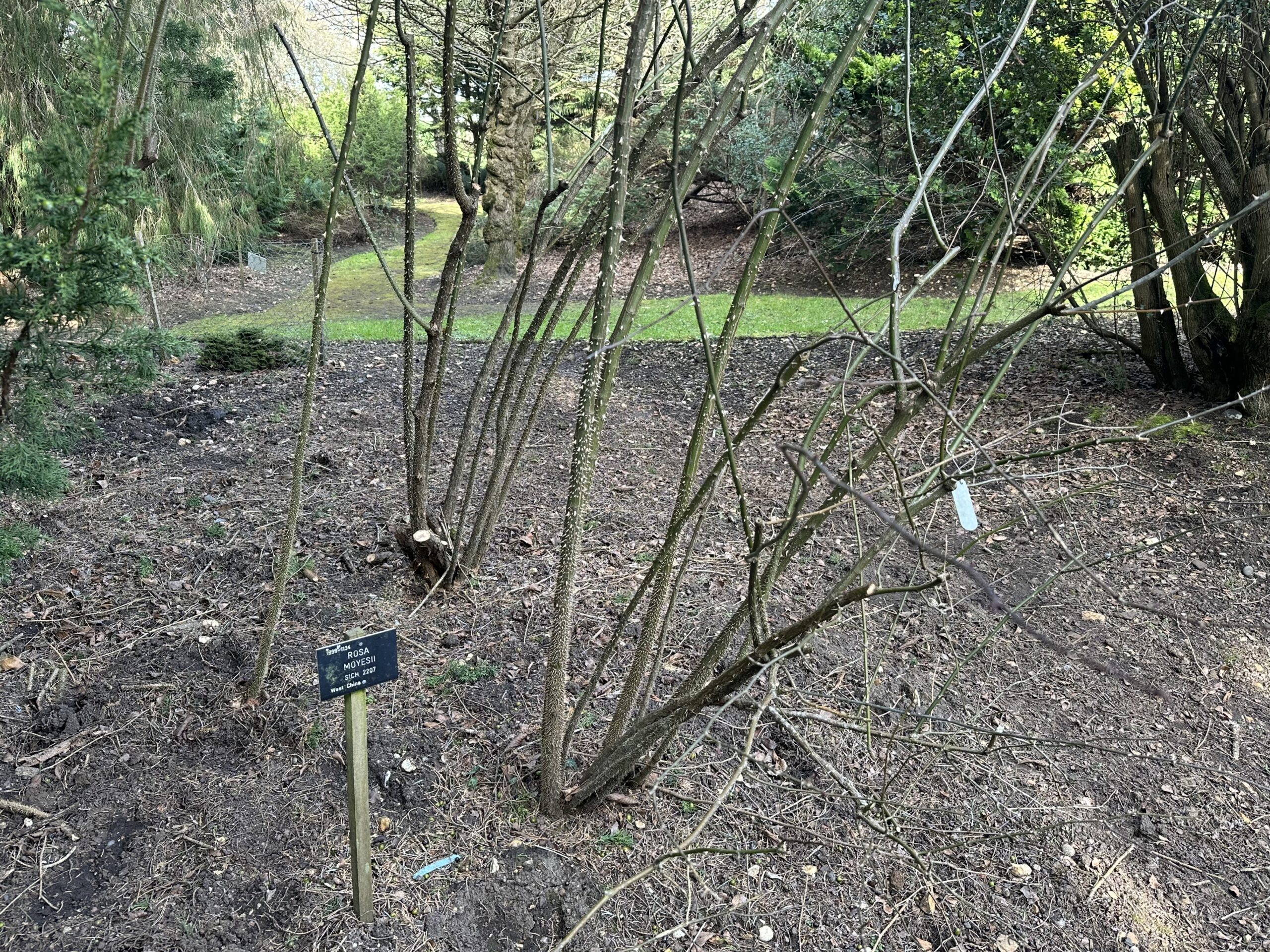 A pruned Rosa Moyesii.