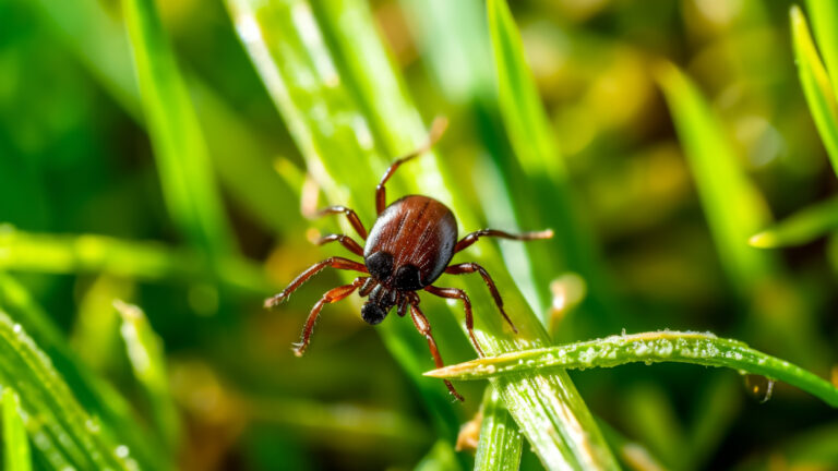 Brown coloured eight legged tick on a blade of grass.