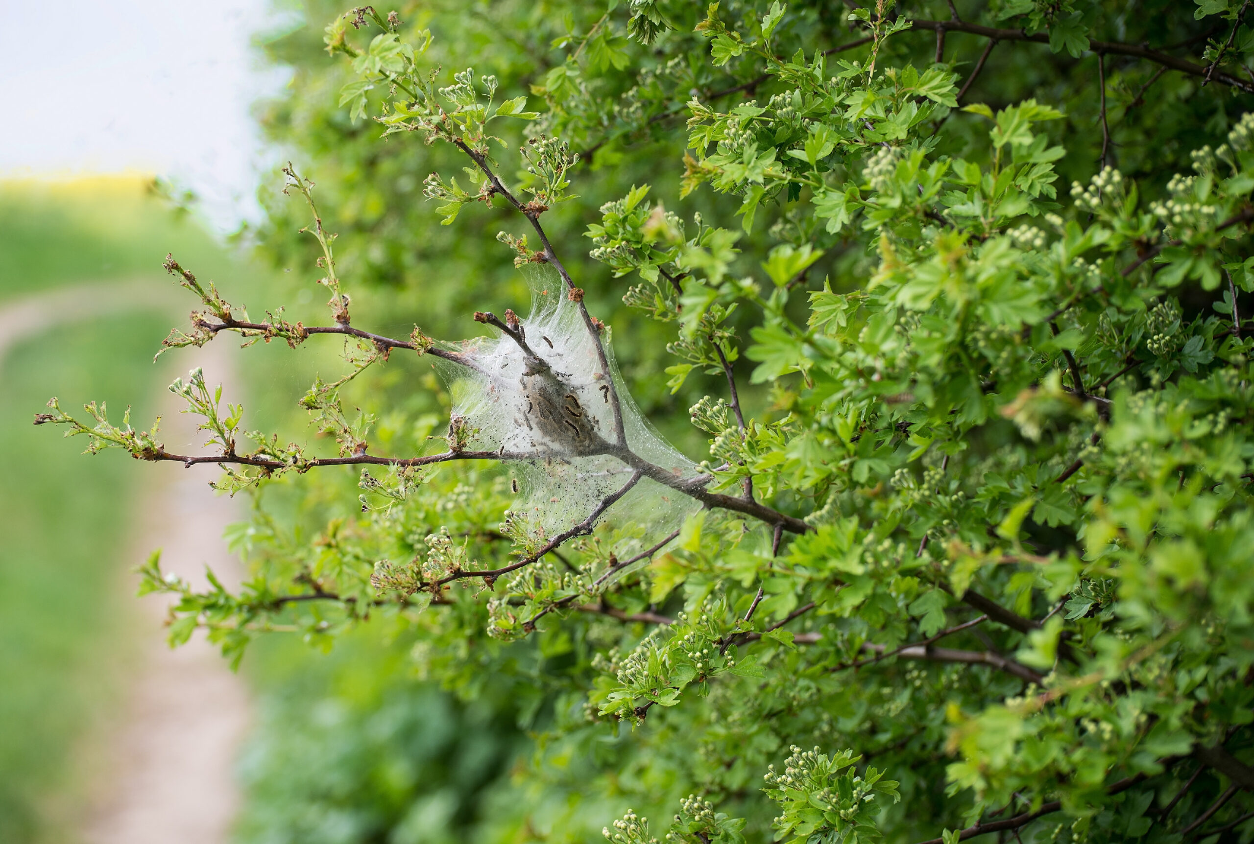 A brown-tail moth nest.