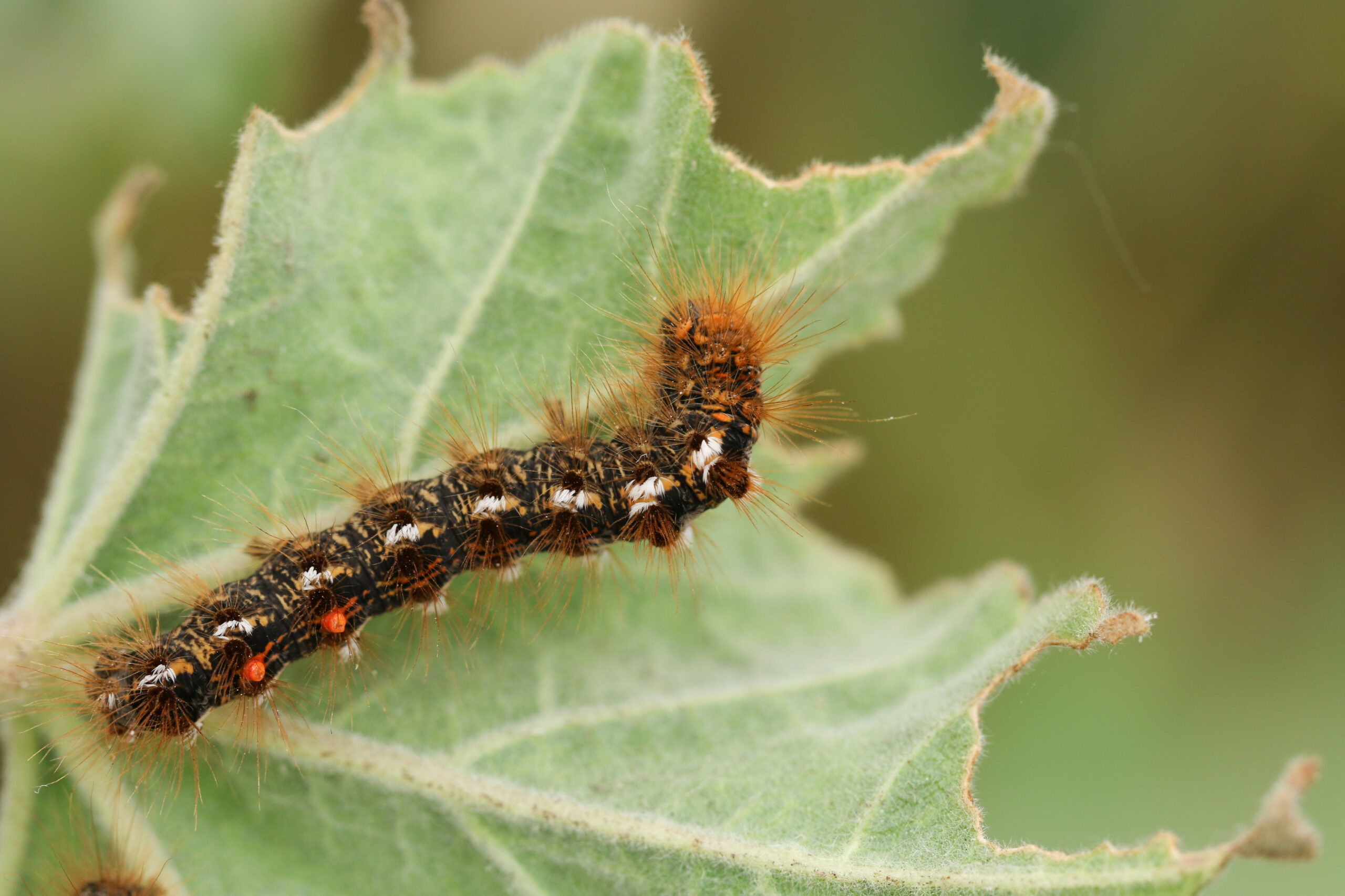 A brown tail moth caterpillar feeding on a leaf.