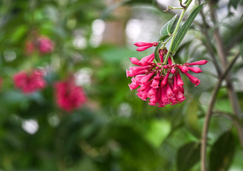 Grevillea 'Canberra Gem'