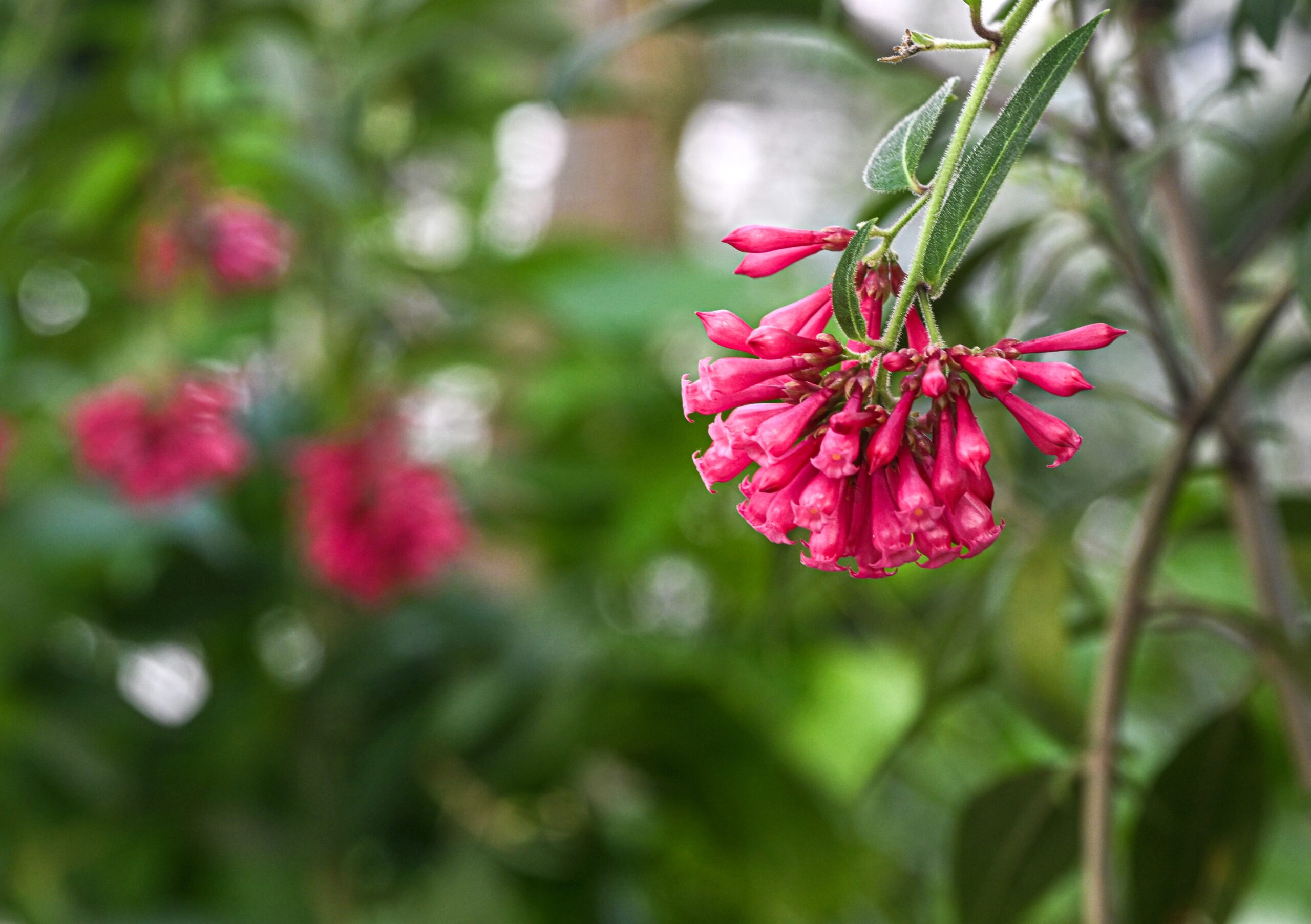 Close up view of Cestrum Elegans.