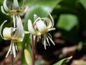 Striking white flowers of Erythronium californicum 'White Beauty'.