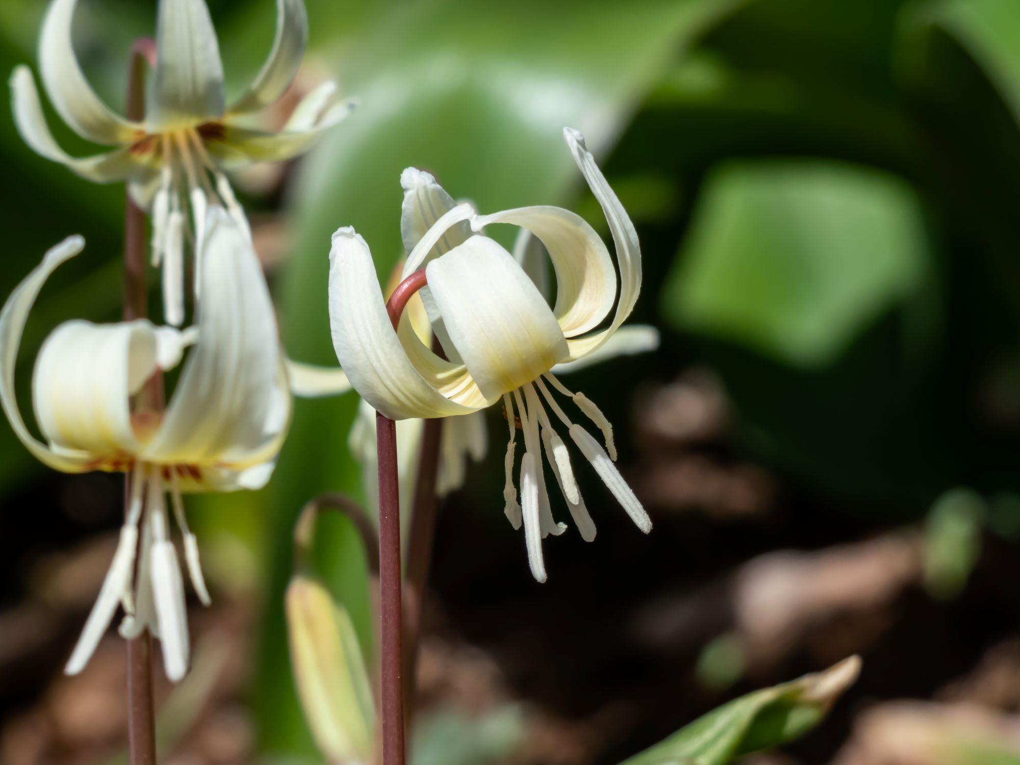 Striking white flowers of Erythronium californicum 'White Beauty'.