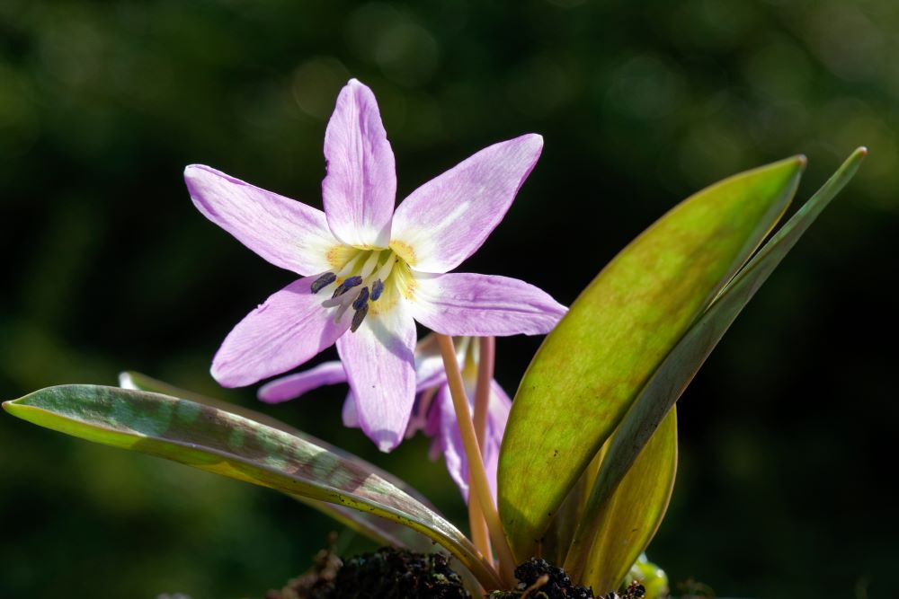 Light pink flowers of Erythronium 'Purple King'.