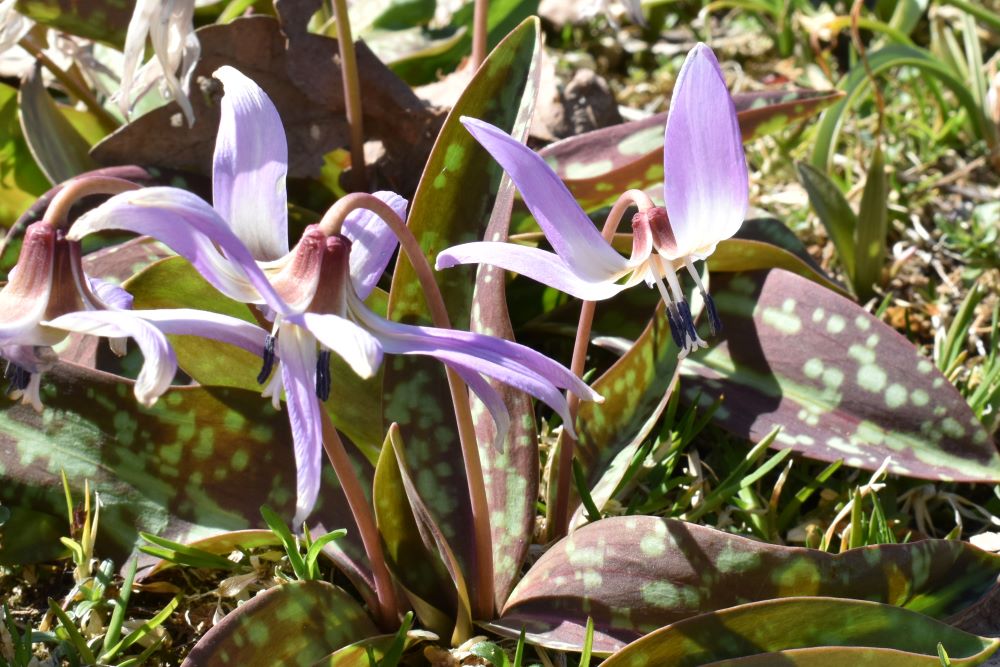 Light pink flowers of Erythronium 'Rose Queen'.