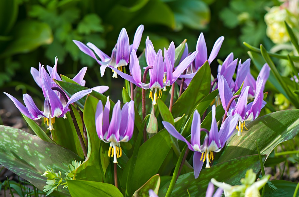 Striking pink flowers of Erythronium nervosum with greenery.