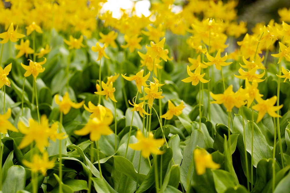 Bright yellow flowers of  Erythronium ‘Pagoda’