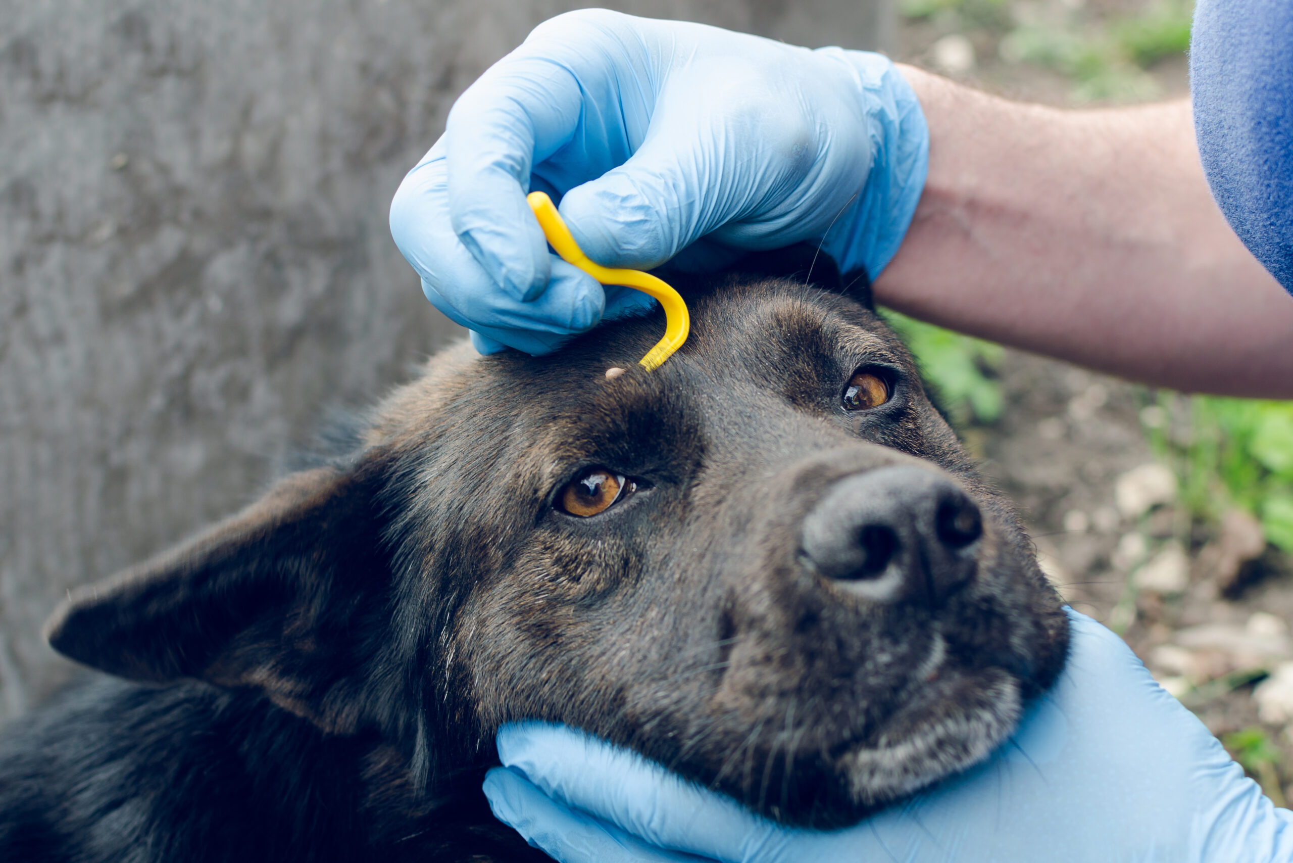 Human hand using a tick removal tool to remove a tick from a black dog.